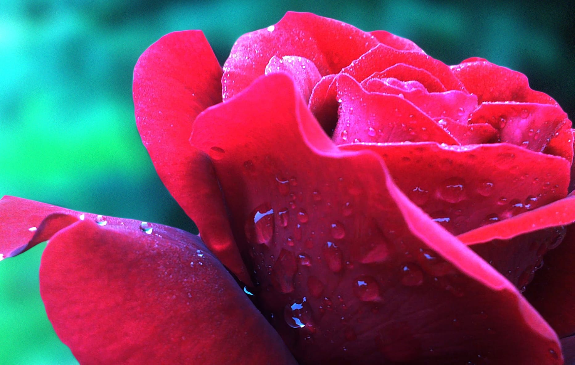 Red Rose Water Drop wallpapers HD quality