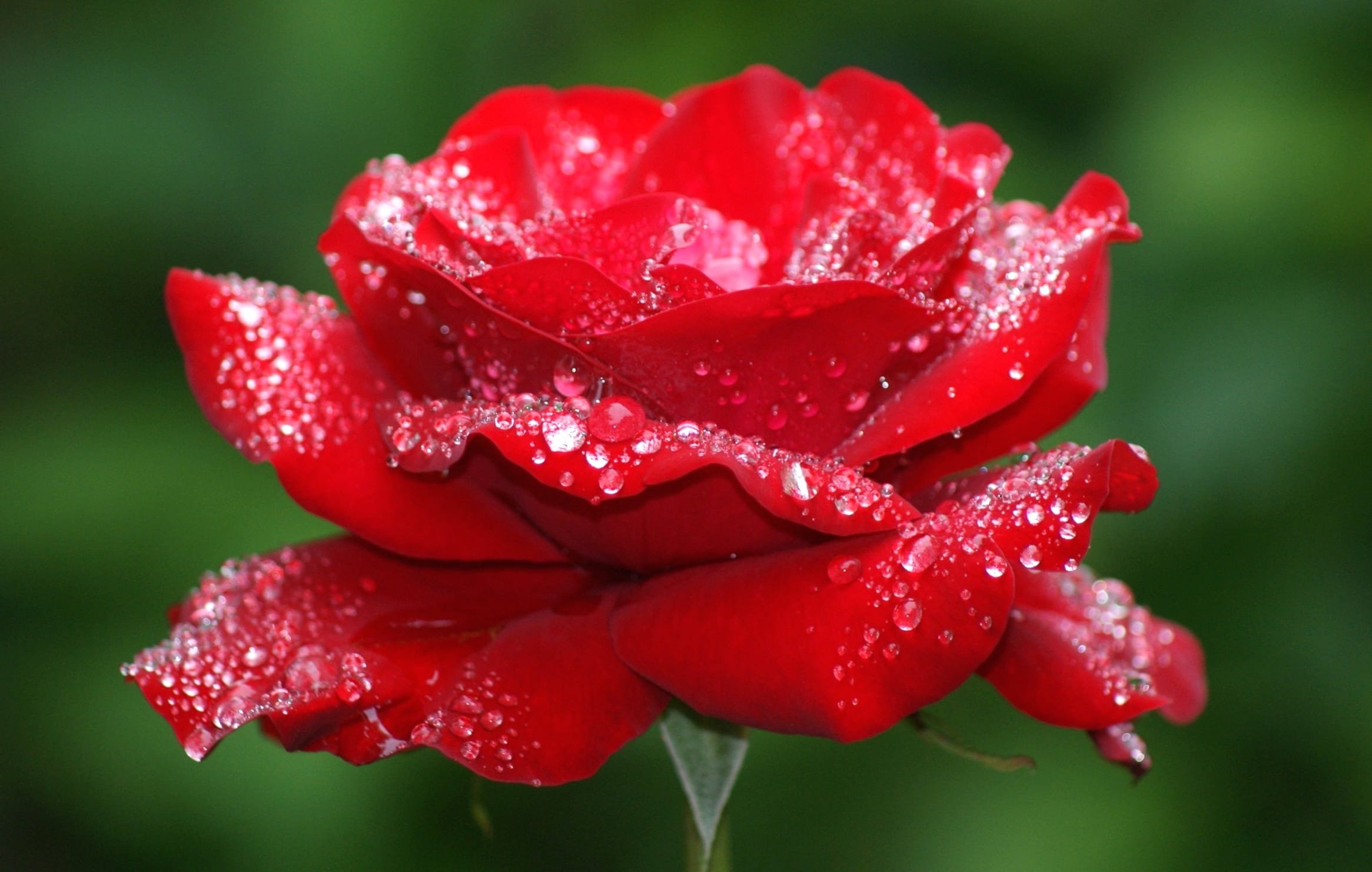 Red Rose with Water Drops - wallpapers HD quality