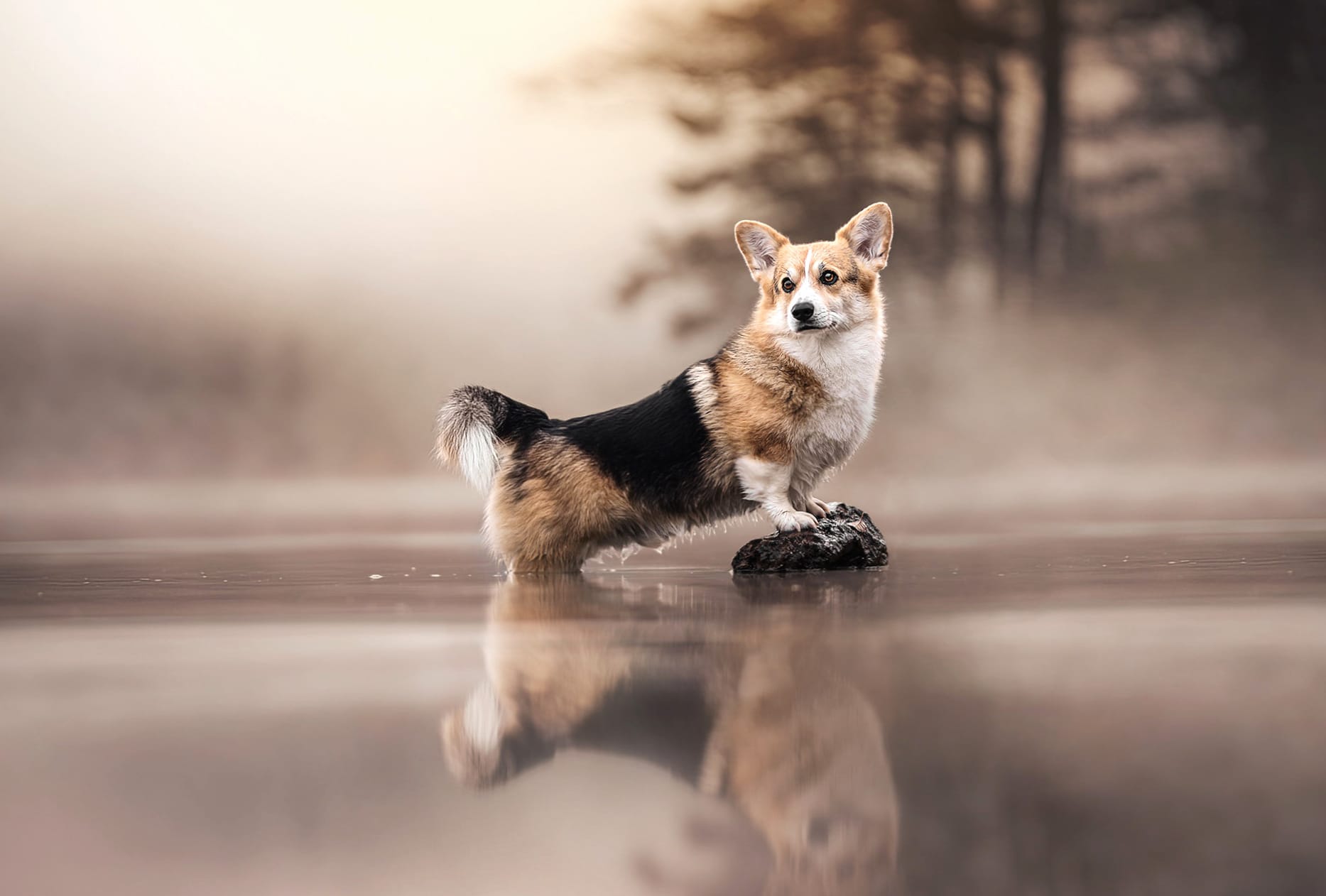 Reflection Animal Corgi wallpapers HD quality