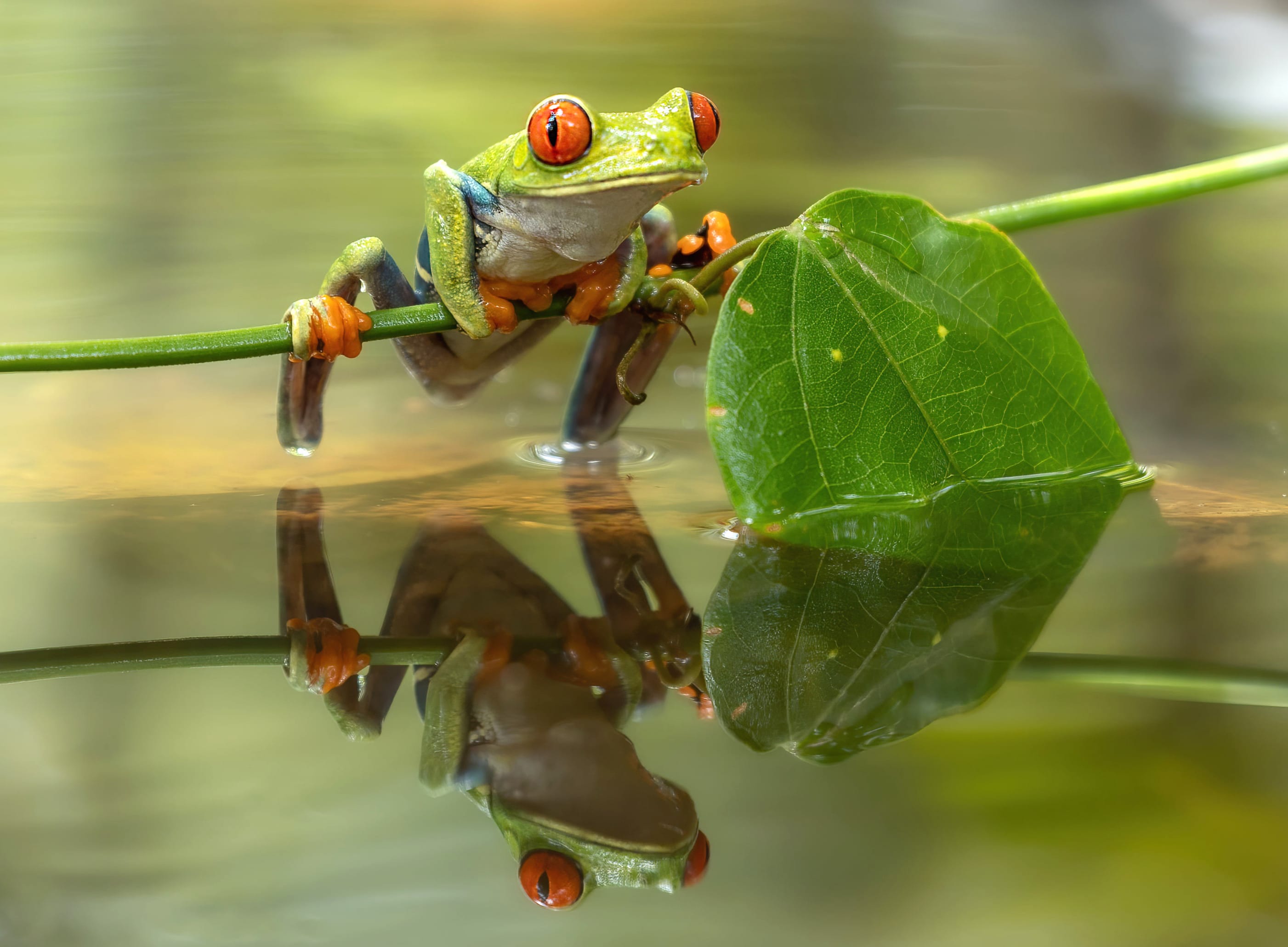 Reflection Animal Red-eyed Tree Frog wallpapers HD quality