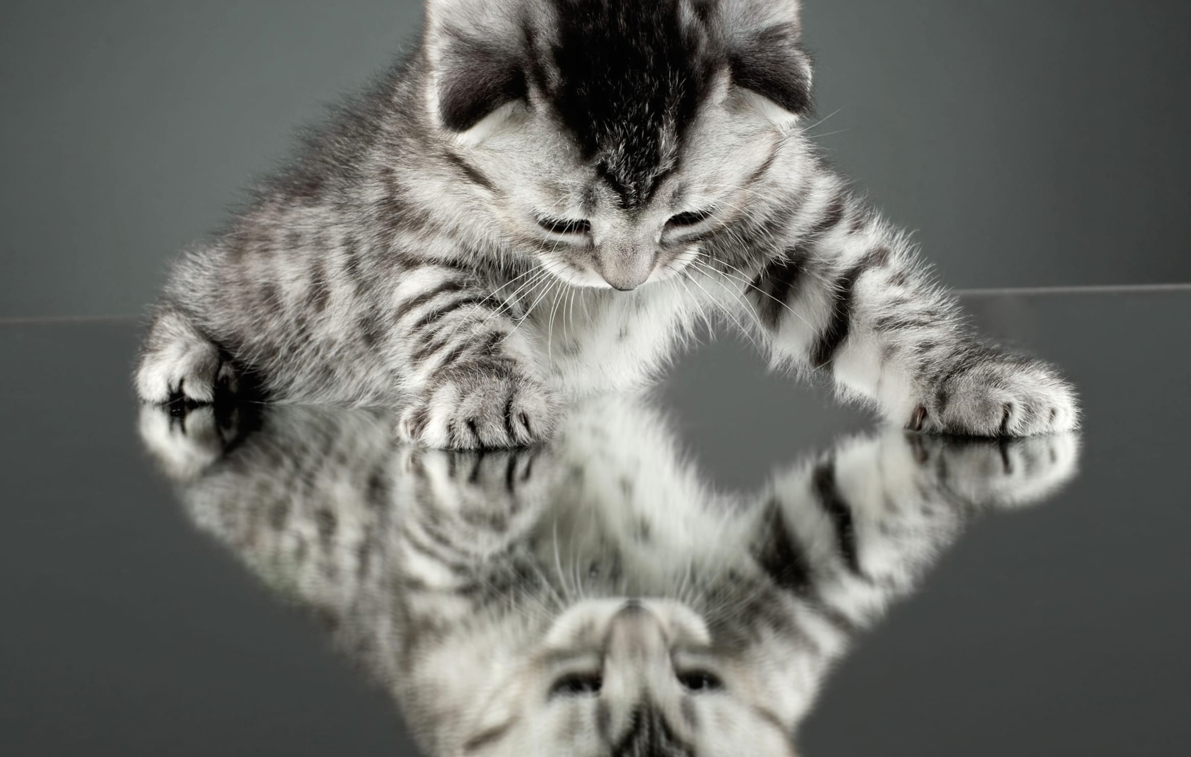 Reflection of a Cute Kitten - wallpapers HD quality