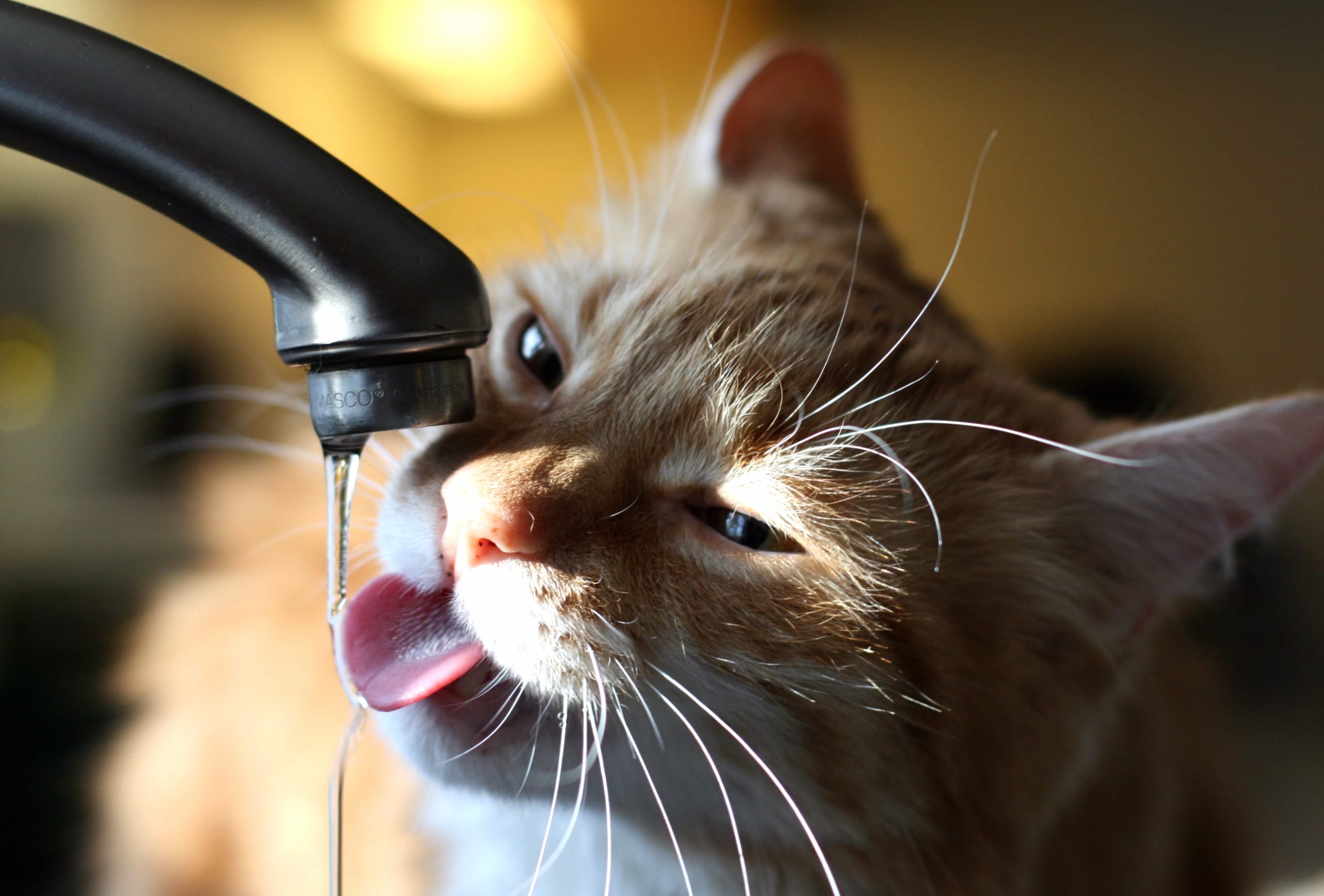 Refreshing Moments of a Cat Enjoying Water wallpapers HD quality