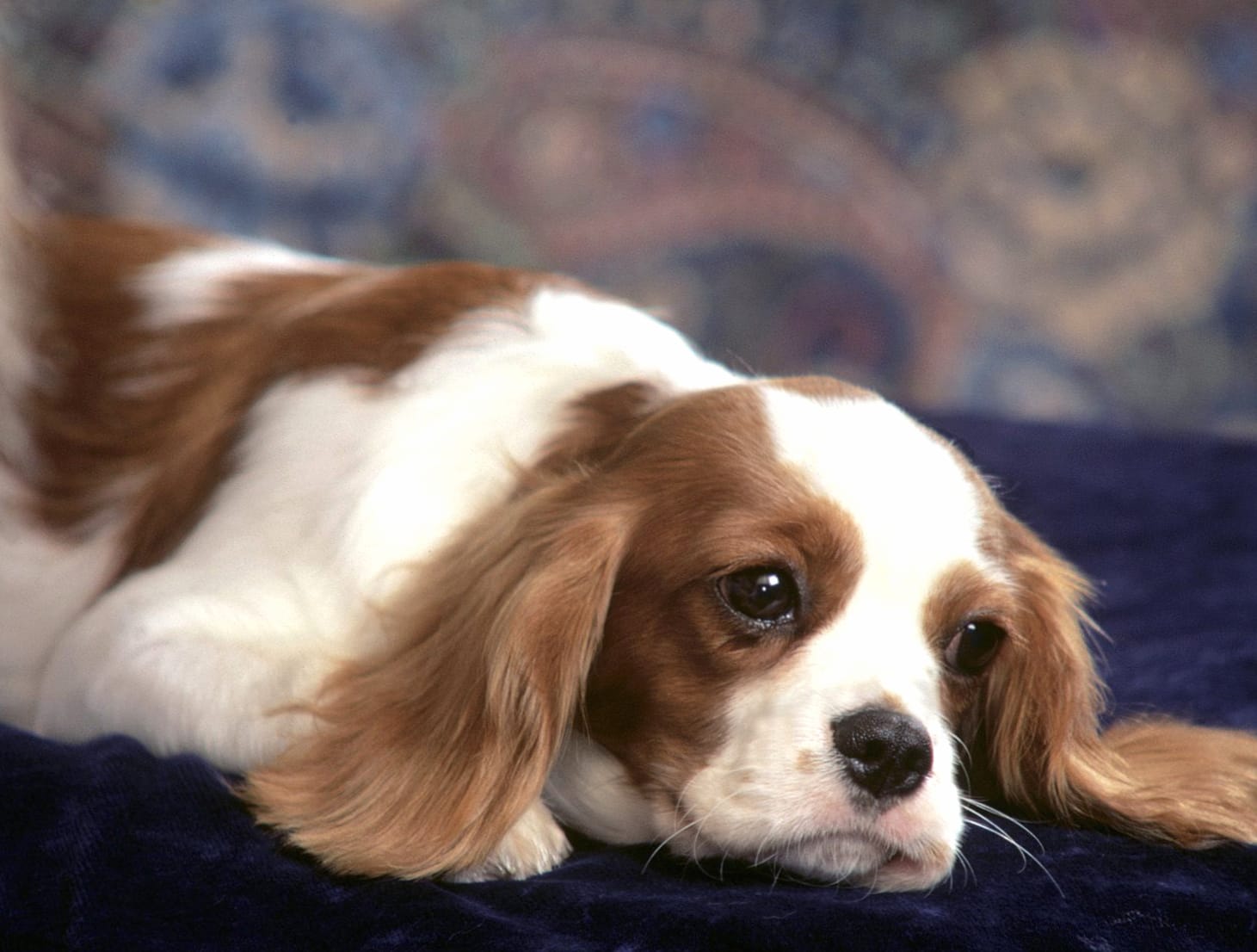 Regal King Charles Spaniel - wallpapers HD quality