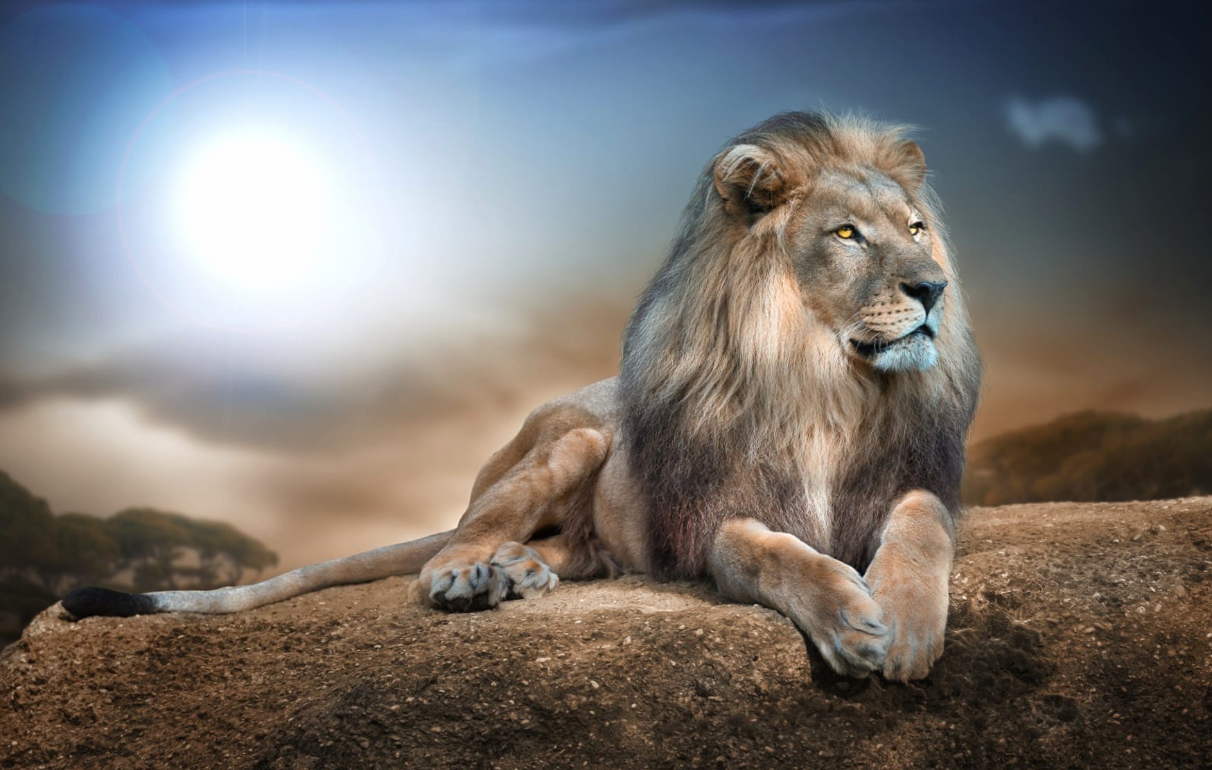 Regal Lion wallpapers HD Regal Lion wallpapers HD quality