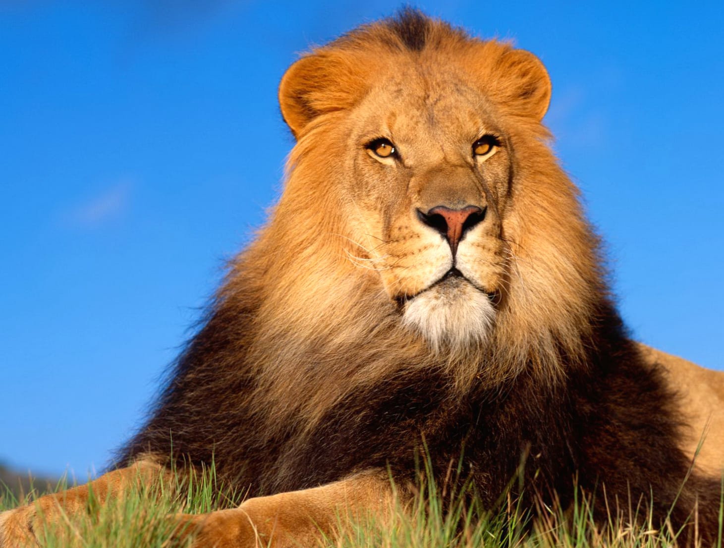 Regal Lion - wallpapers HD quality