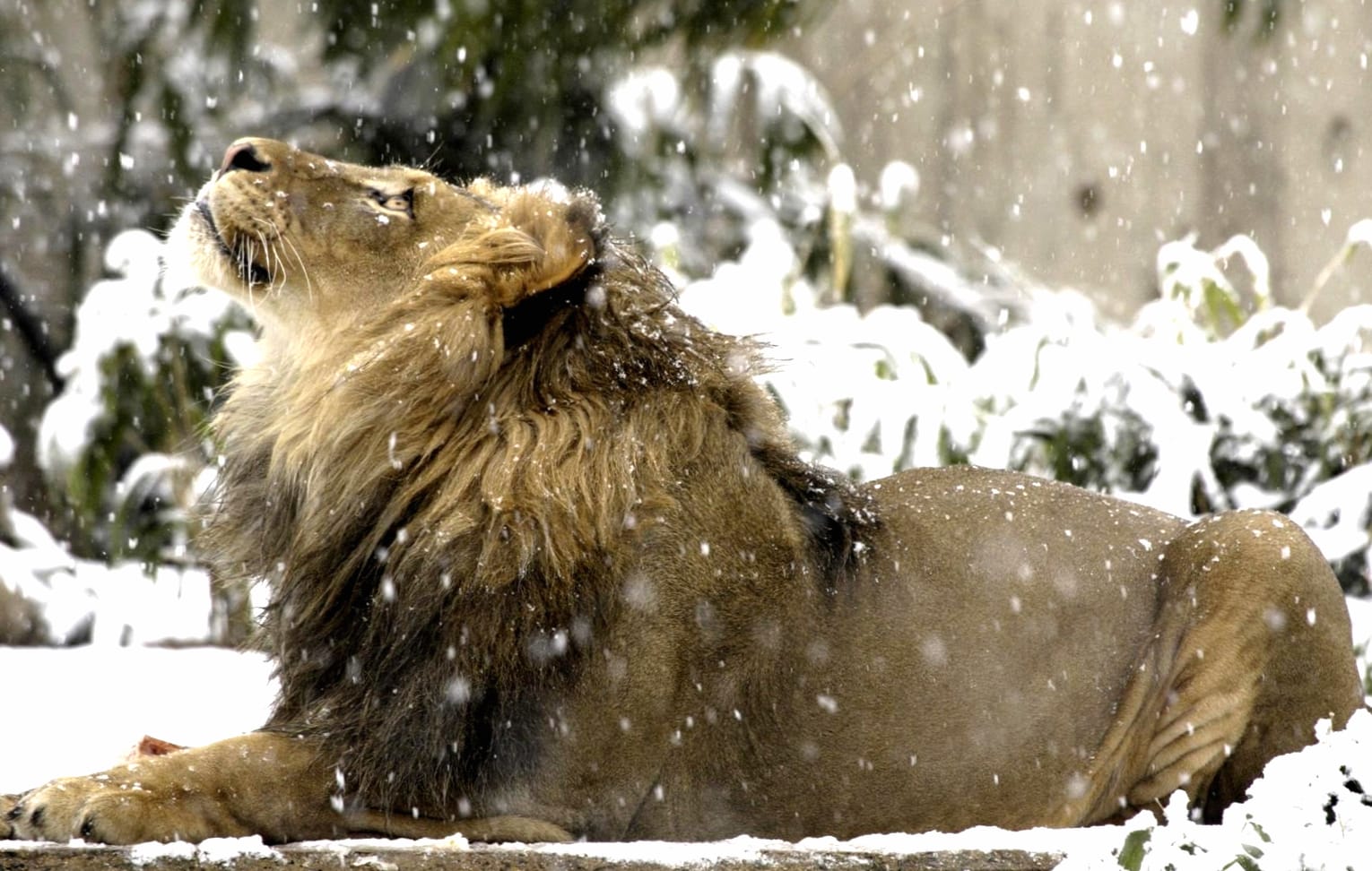 Regal Lion in Snow - Smithsonian Zoo wallpapers HD Regal Lion in Snow - Smithsonian Zoo wallpapers HD quality