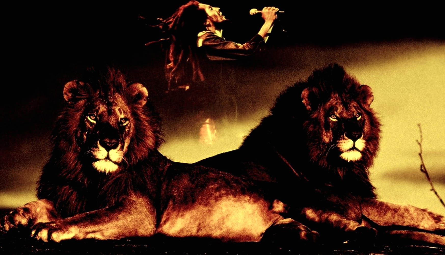 Regal Roar Bob Marley HD Music Wallpaper wallpapers HD quality