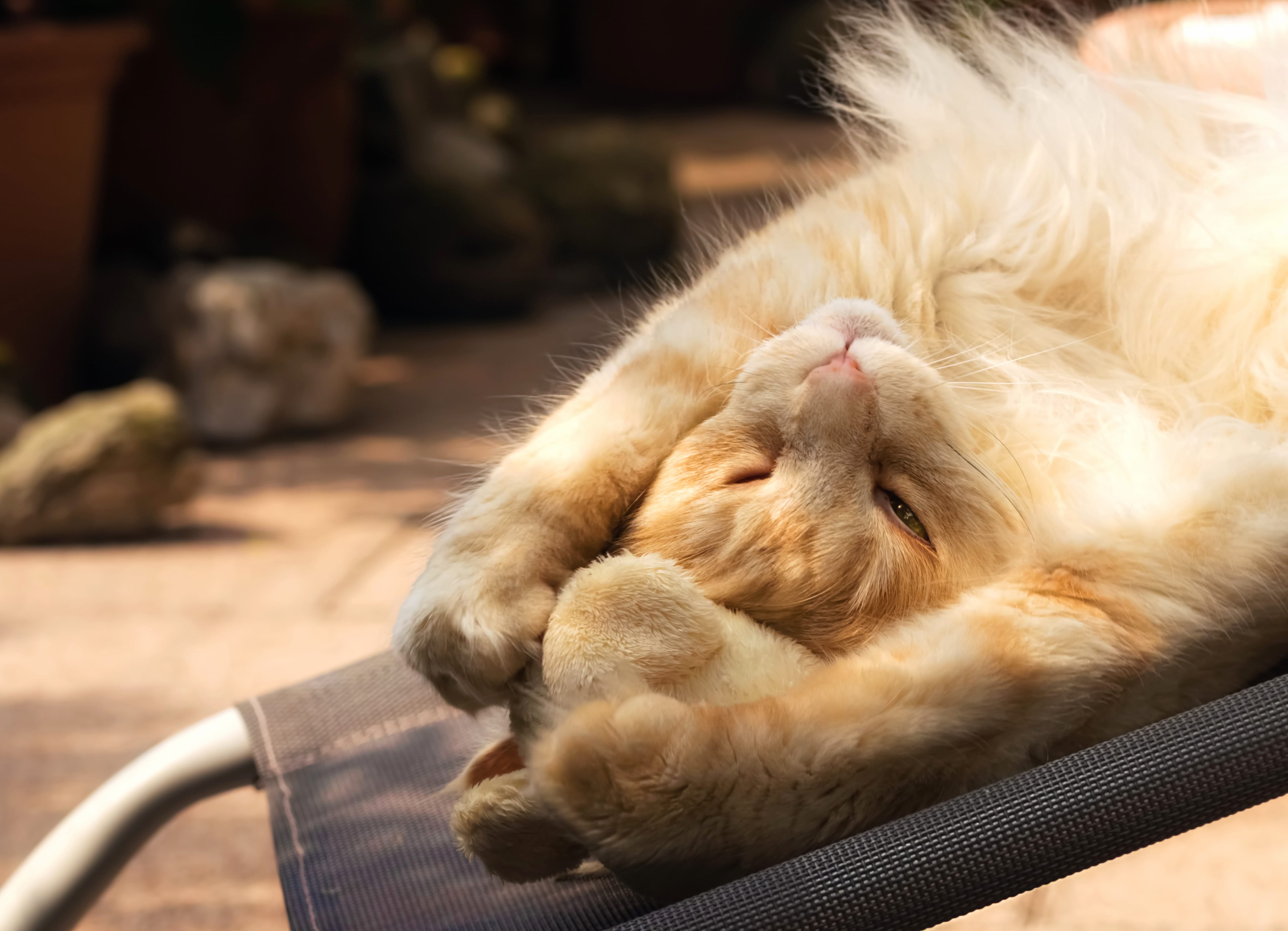 Relax Animal Cat at 1366 x 768 HD size wallpapers HD quality