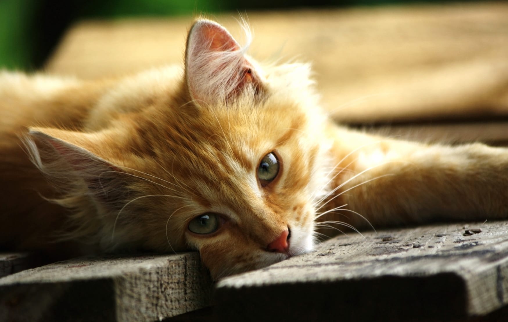 Relaxed Kitten wallpapers HD quality