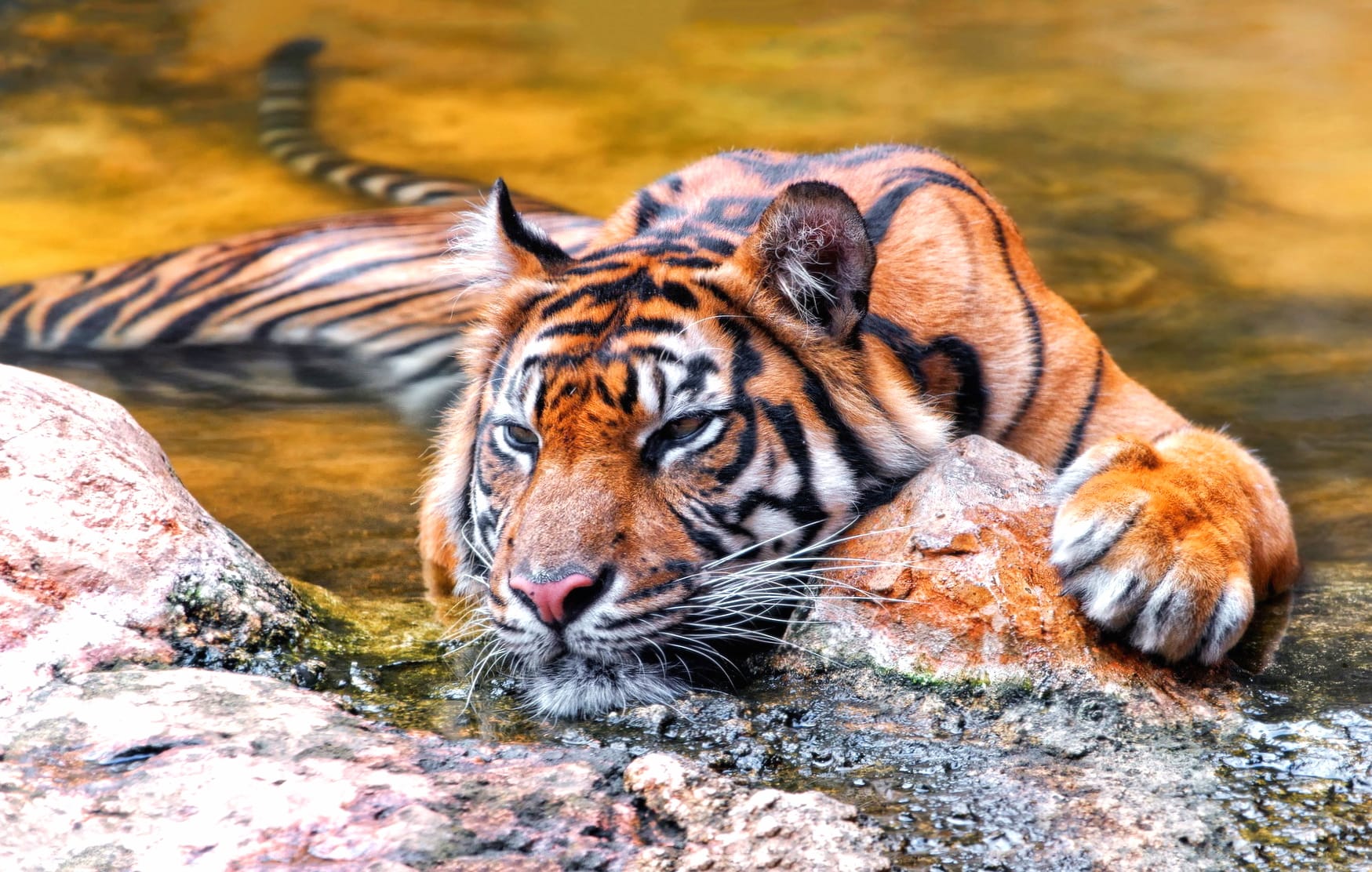 Relaxed Tiger in Water - at 320 x 480 iPhone size wallpapers HD quality