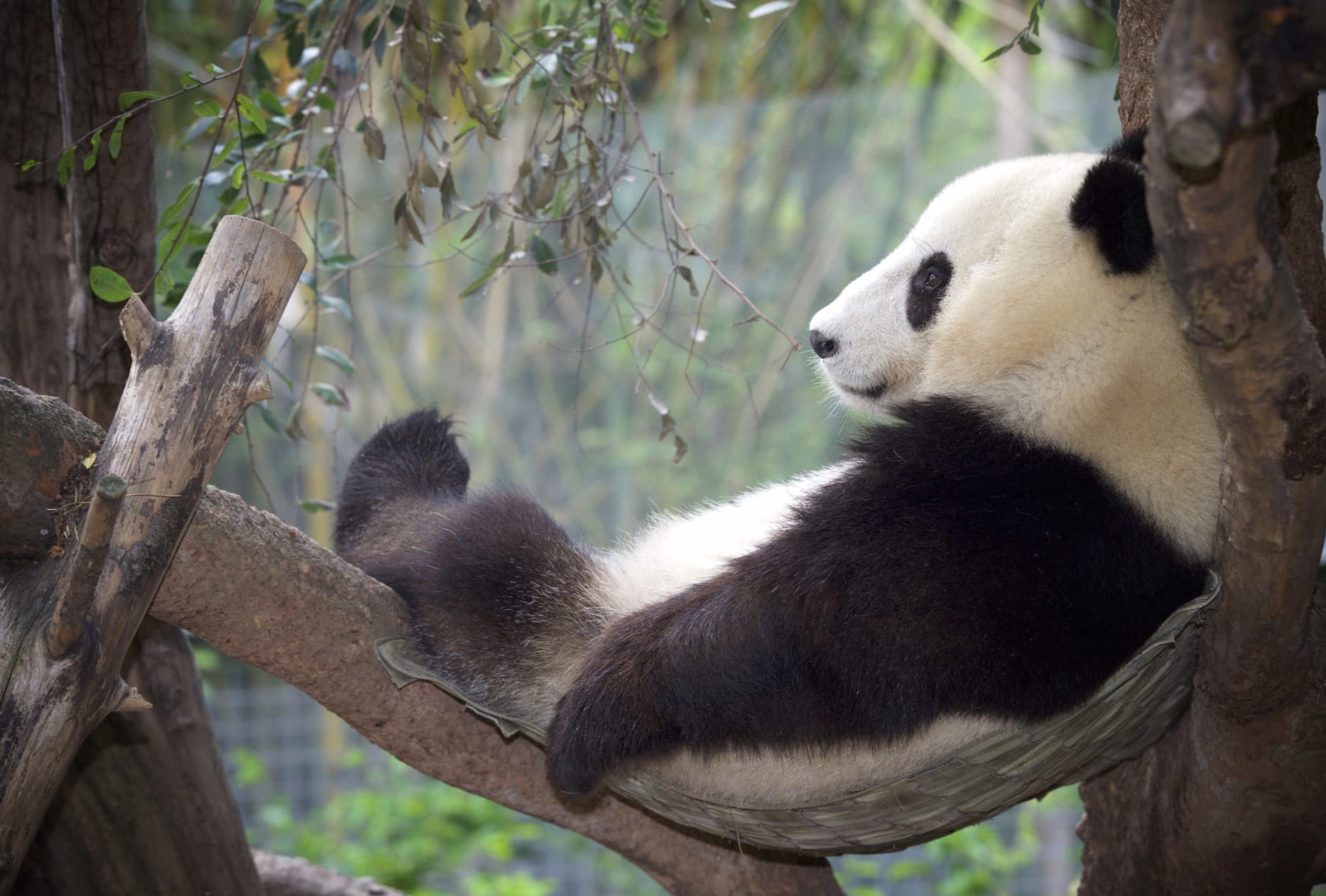 Relaxing Panda at the Zoo - wallpapers HD quality