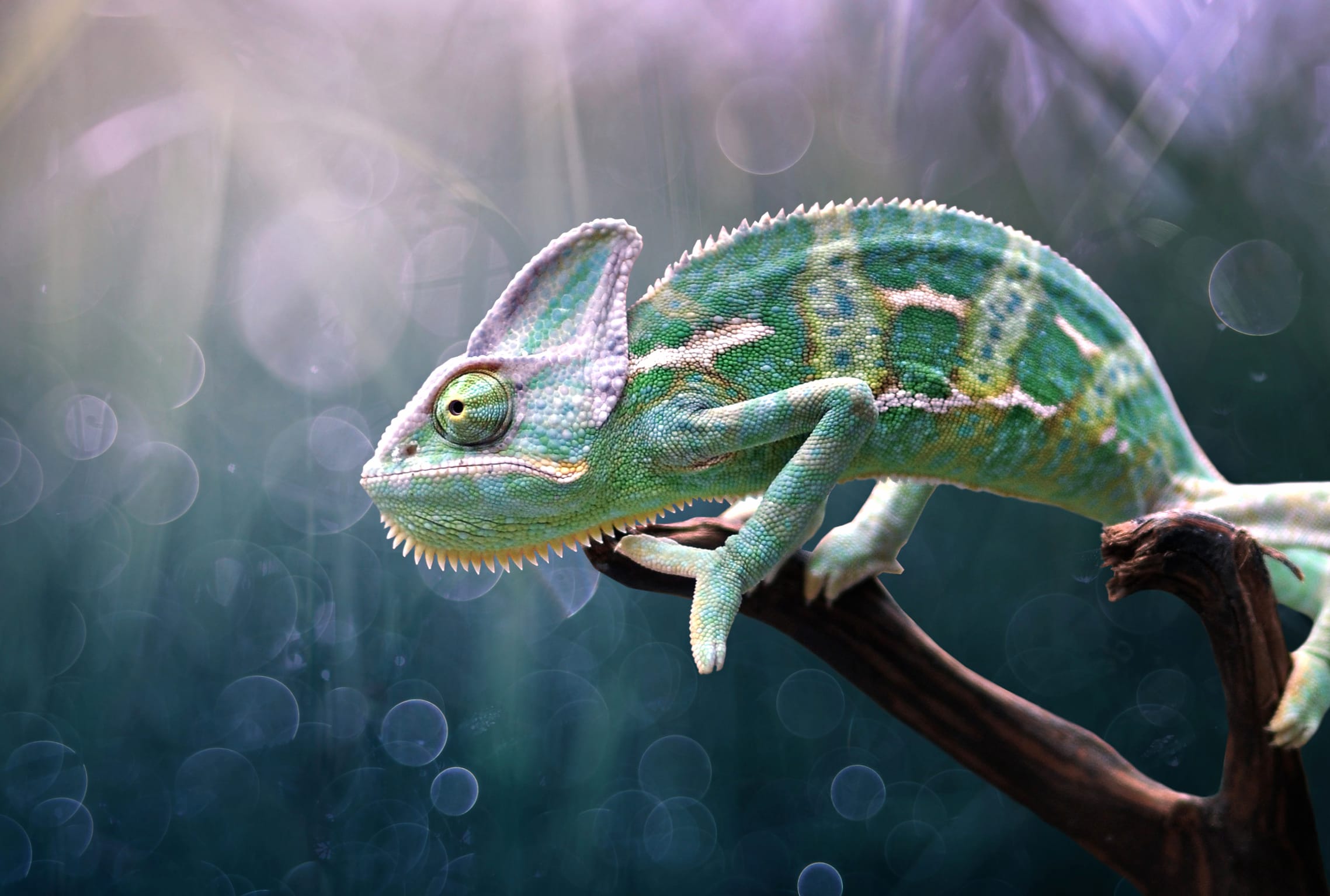 Reptile Lizard Animal Chameleon wallpapers HD quality