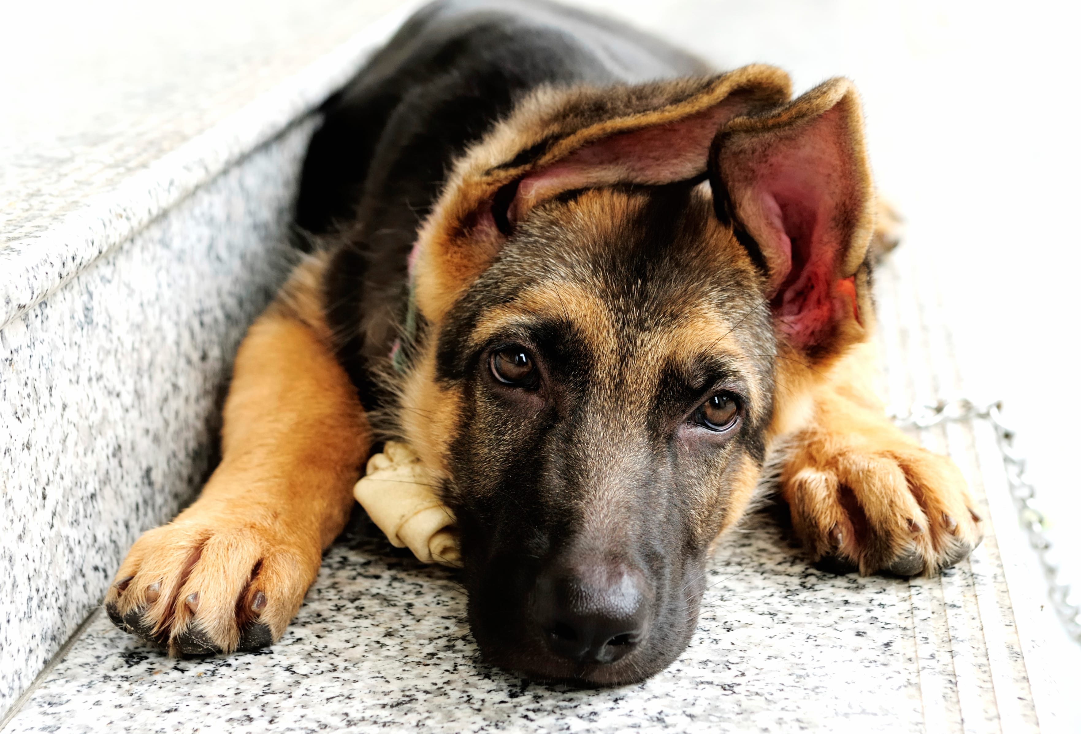 Restful German Shepherd - at 1536 x 864 HD size wallpapers HD quality