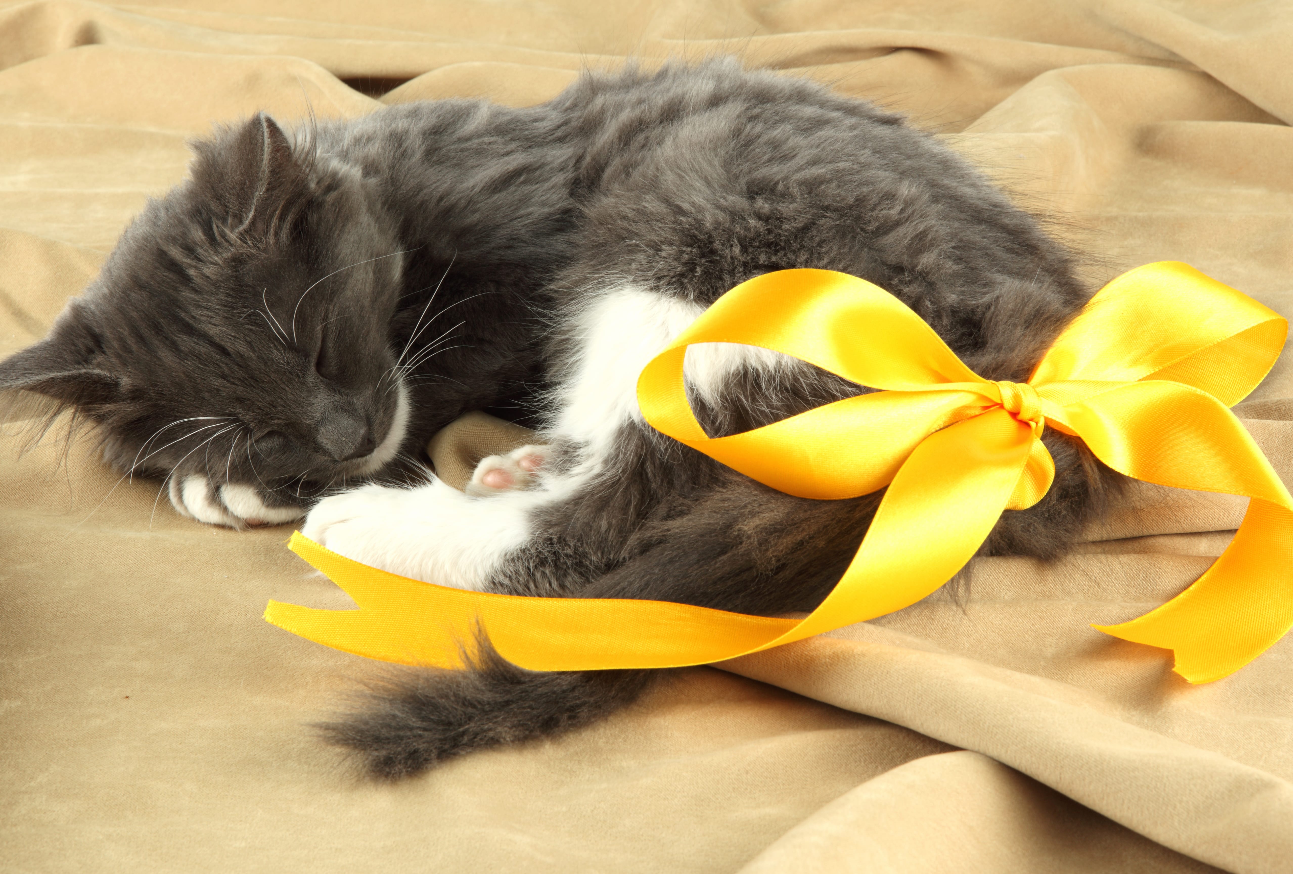 Ribbon Cute Sleeping Kitten Animal Cat Cute Cat wallpapers HD quality