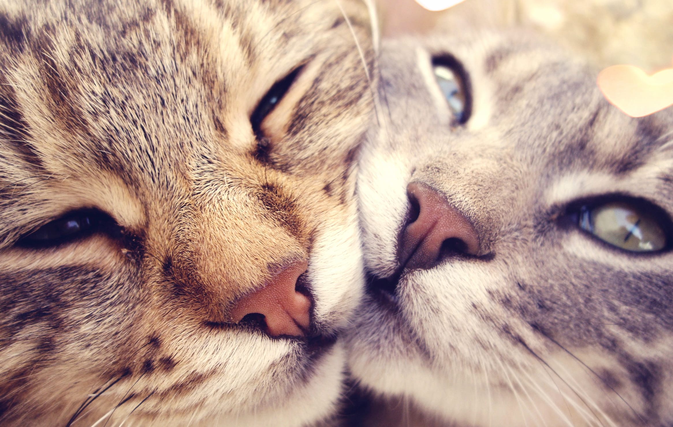 Romantic Love Cats - Heartwarming wallpapers HD quality