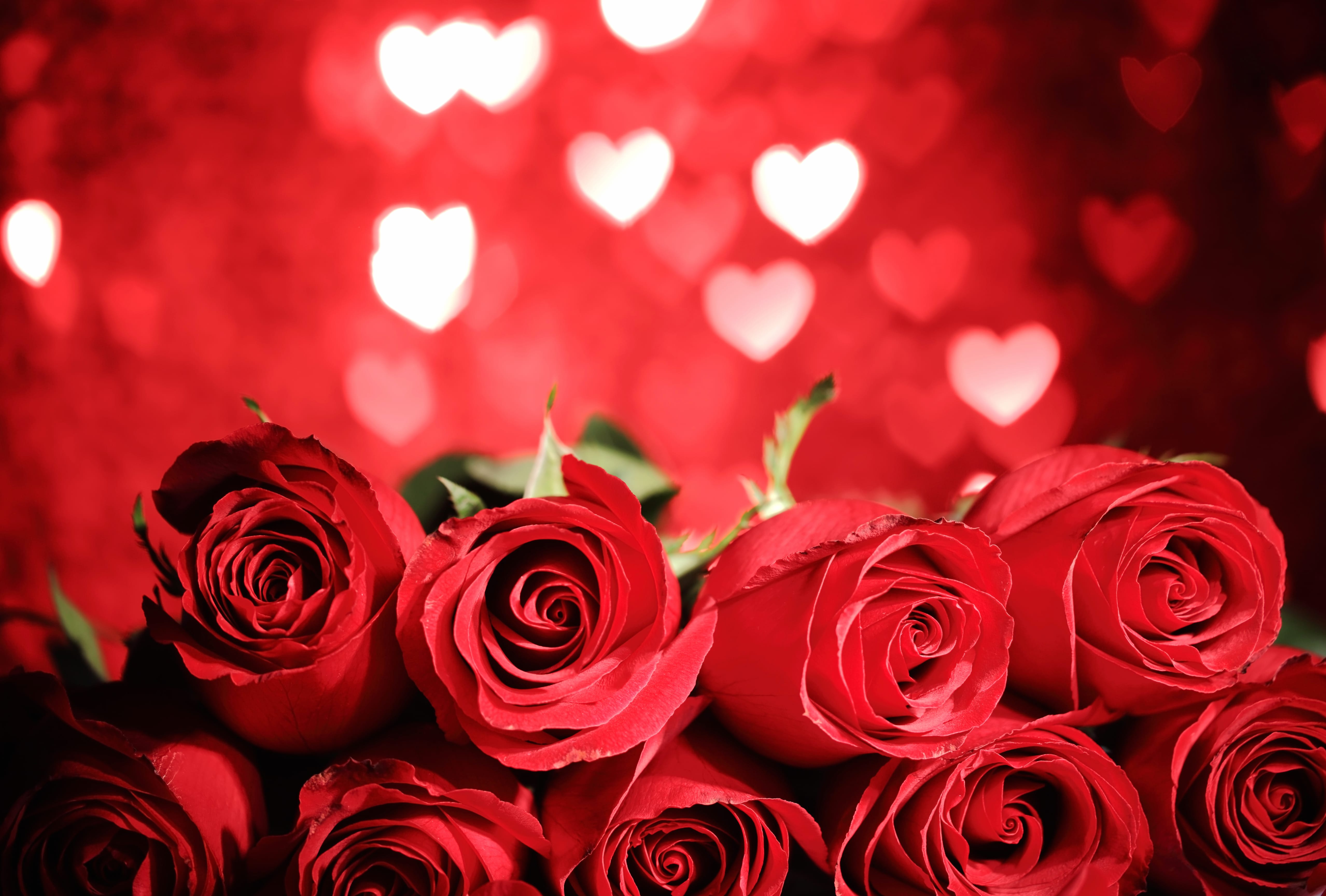 Romantic Red Roses wallpapers HD quality