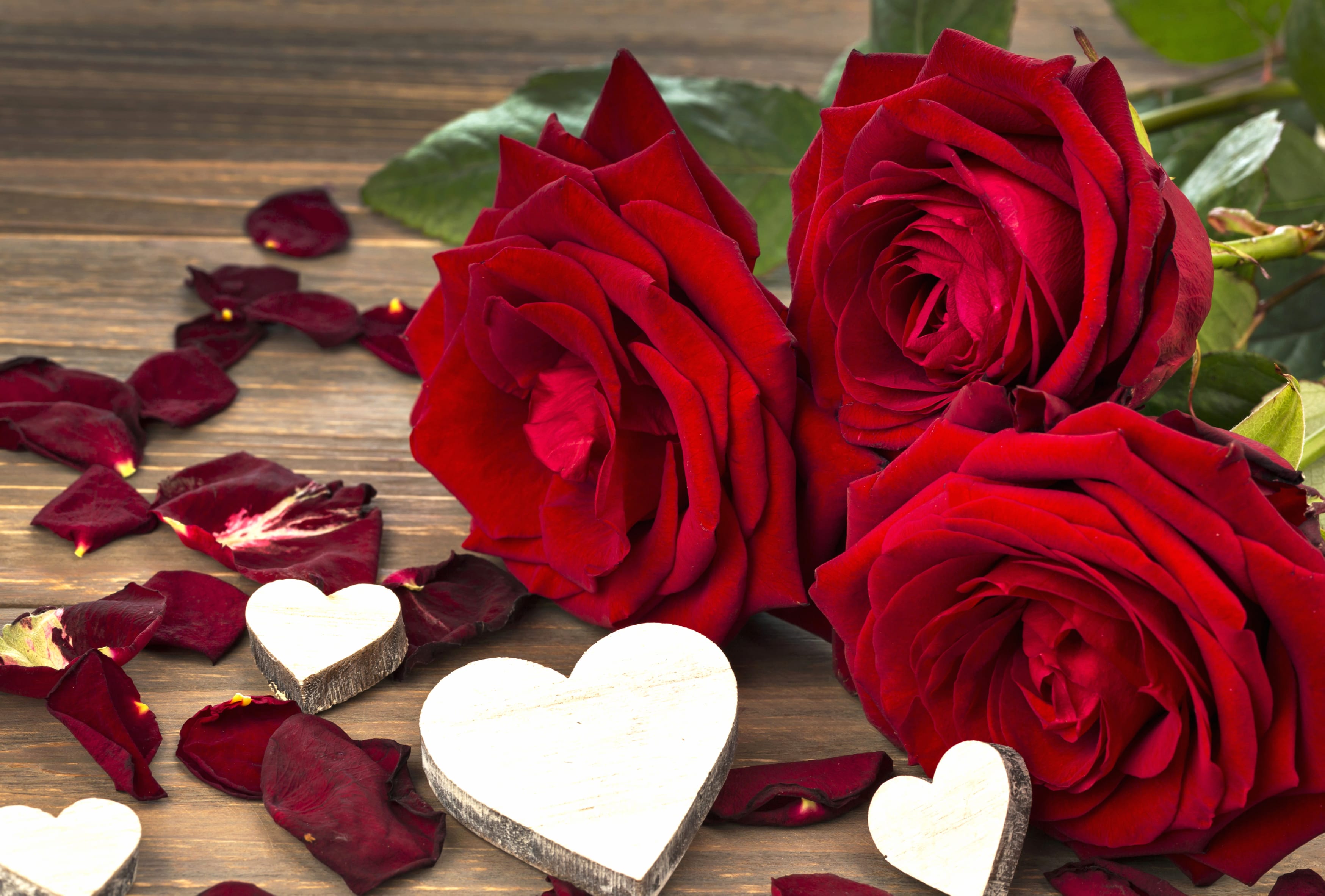 Romantic Red Roses in wallpapers HD quality