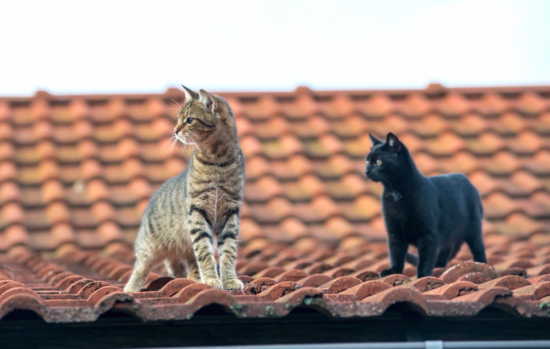 Roof Animal Cat wallpapers HD quality