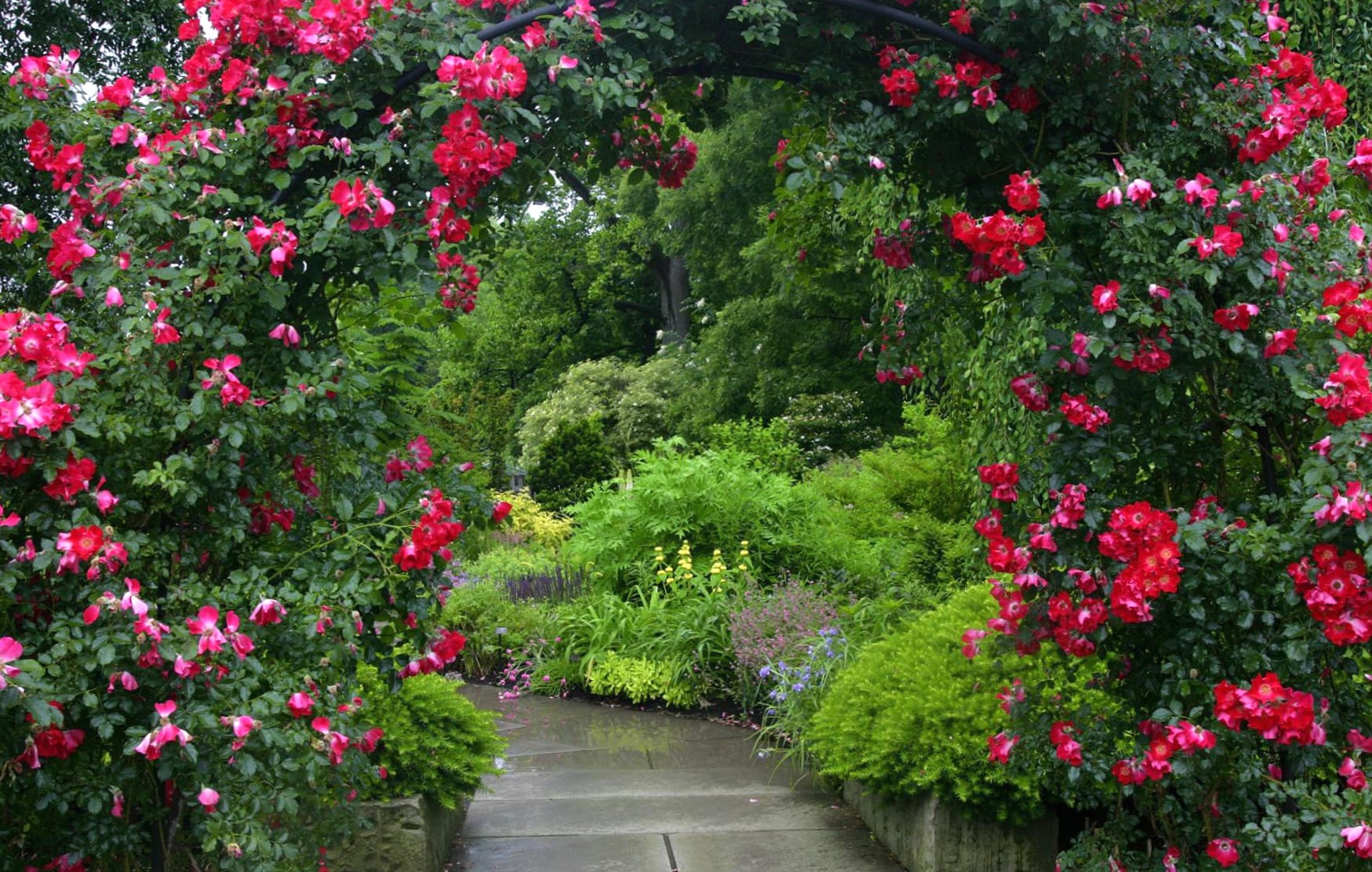 Rose Arch Garden Path - at 1024 x 1024 iPad size wallpapers HD quality