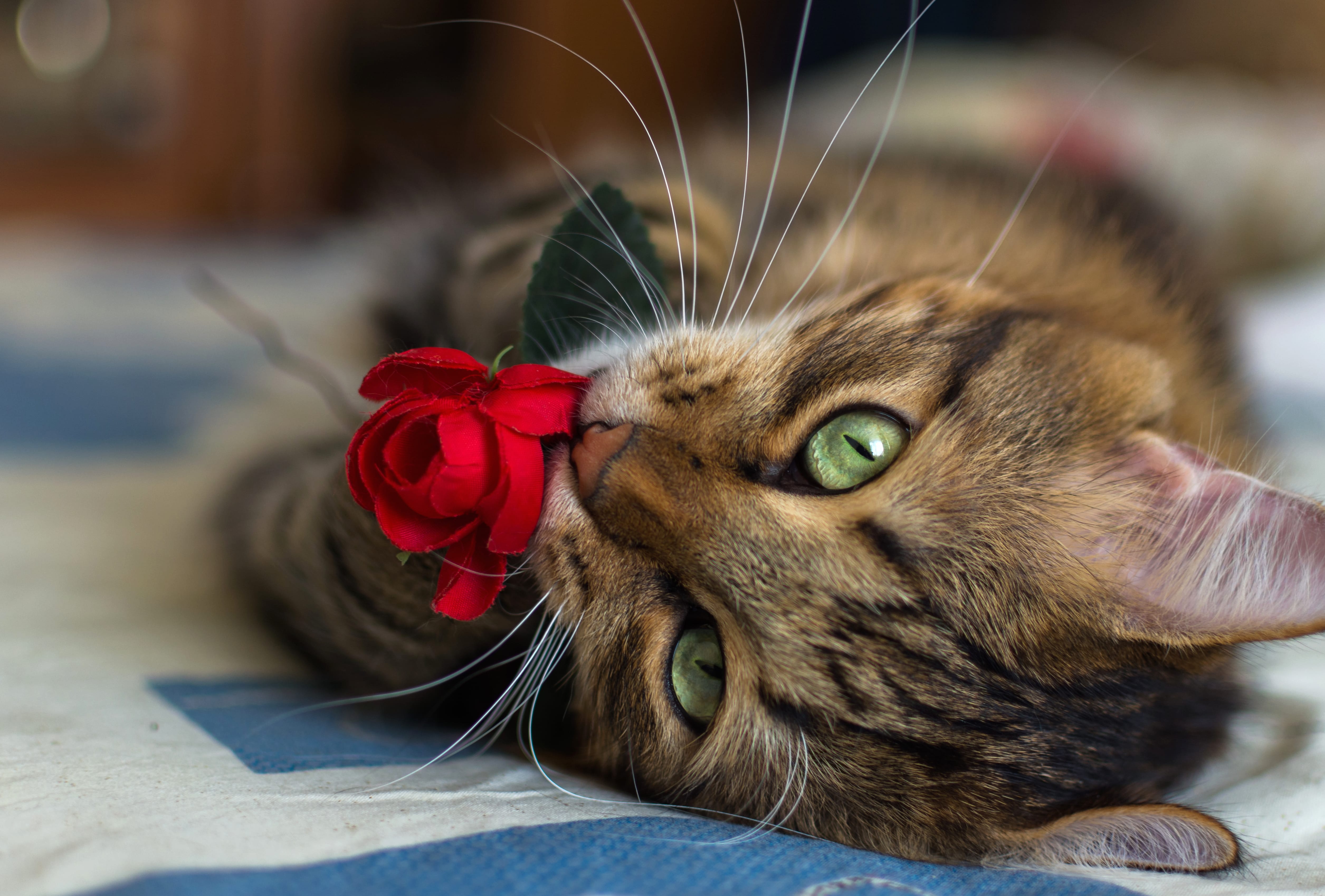 Rose Whiskers - HD Cat Wallpaper wallpapers HD quality