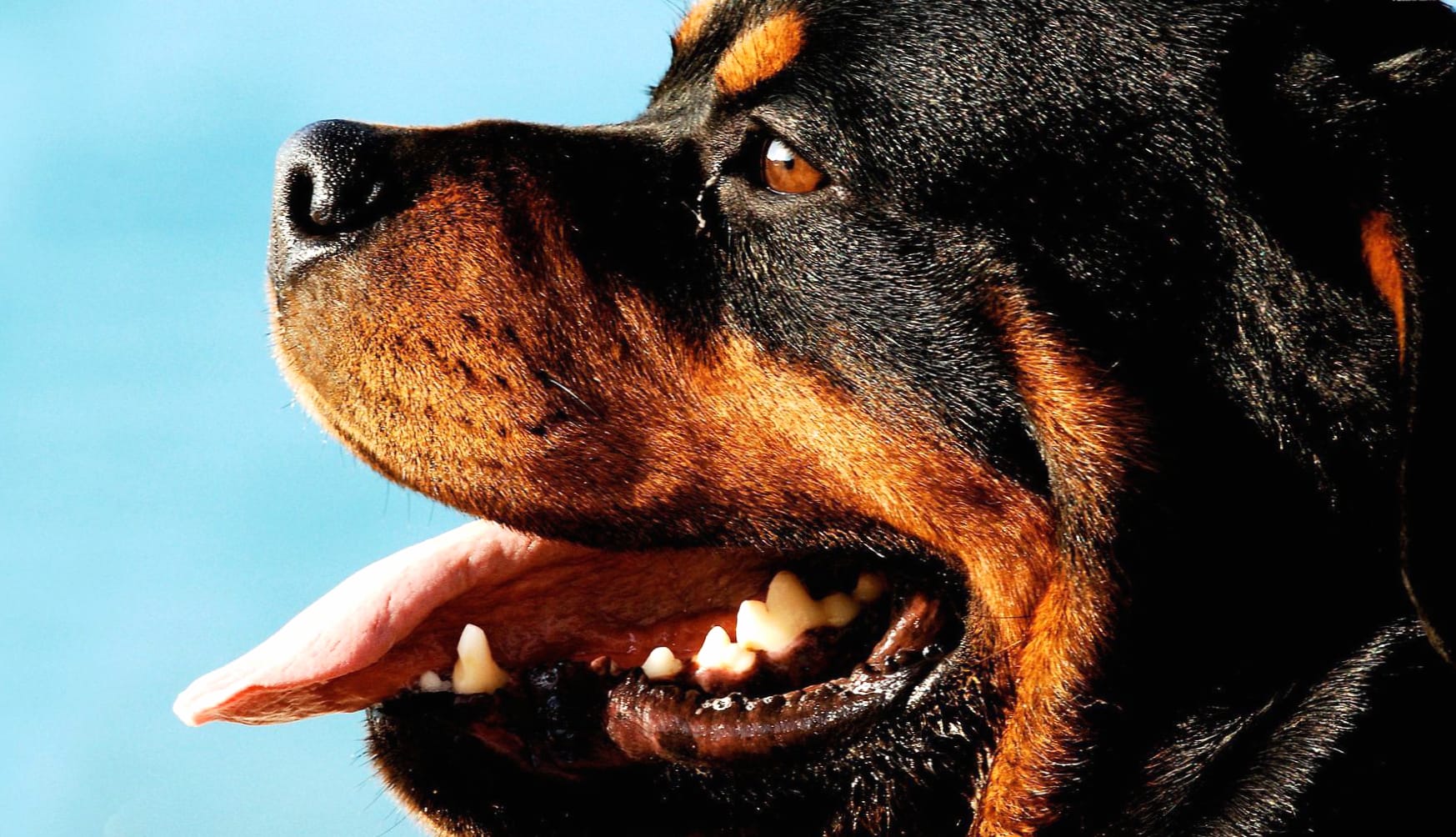 Rottweiler Majestic and Loyal wallpapers HD quality