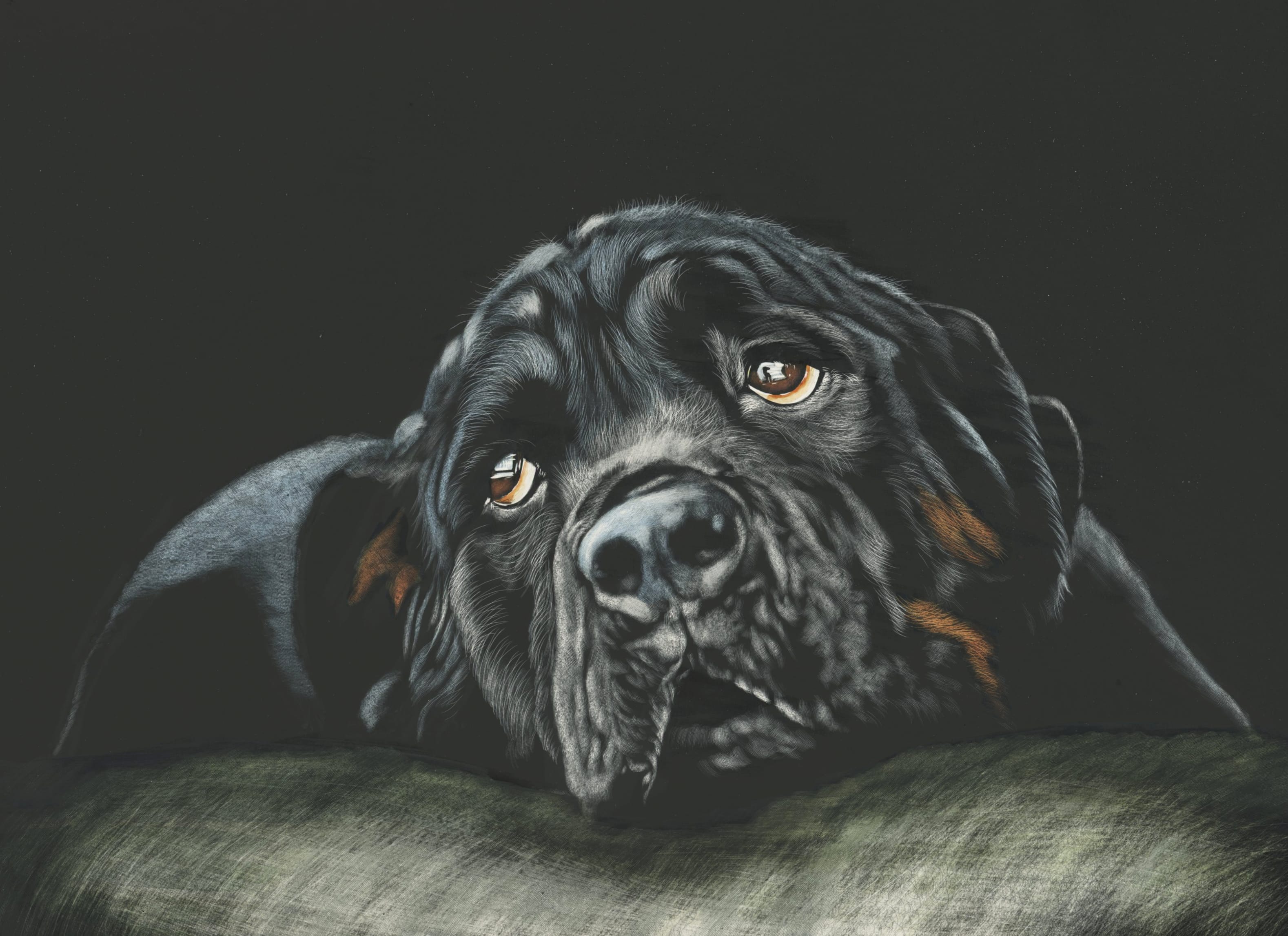 Rottweiler Muzzle wallpapers HD quality