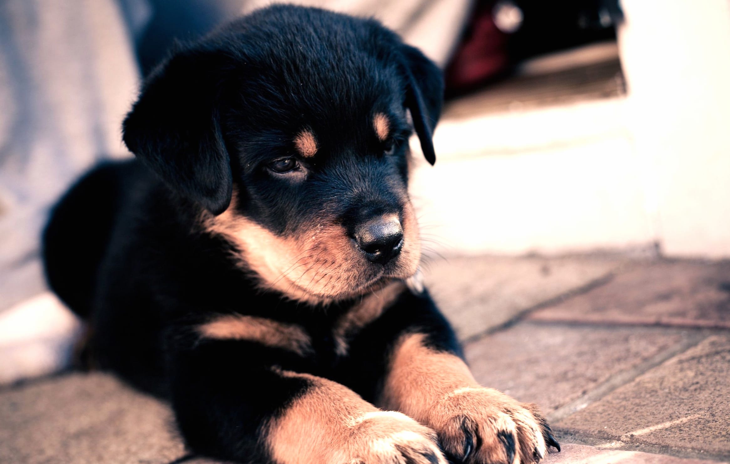 Rottweiler Puppy at 1024 x 768 size wallpapers HD quality