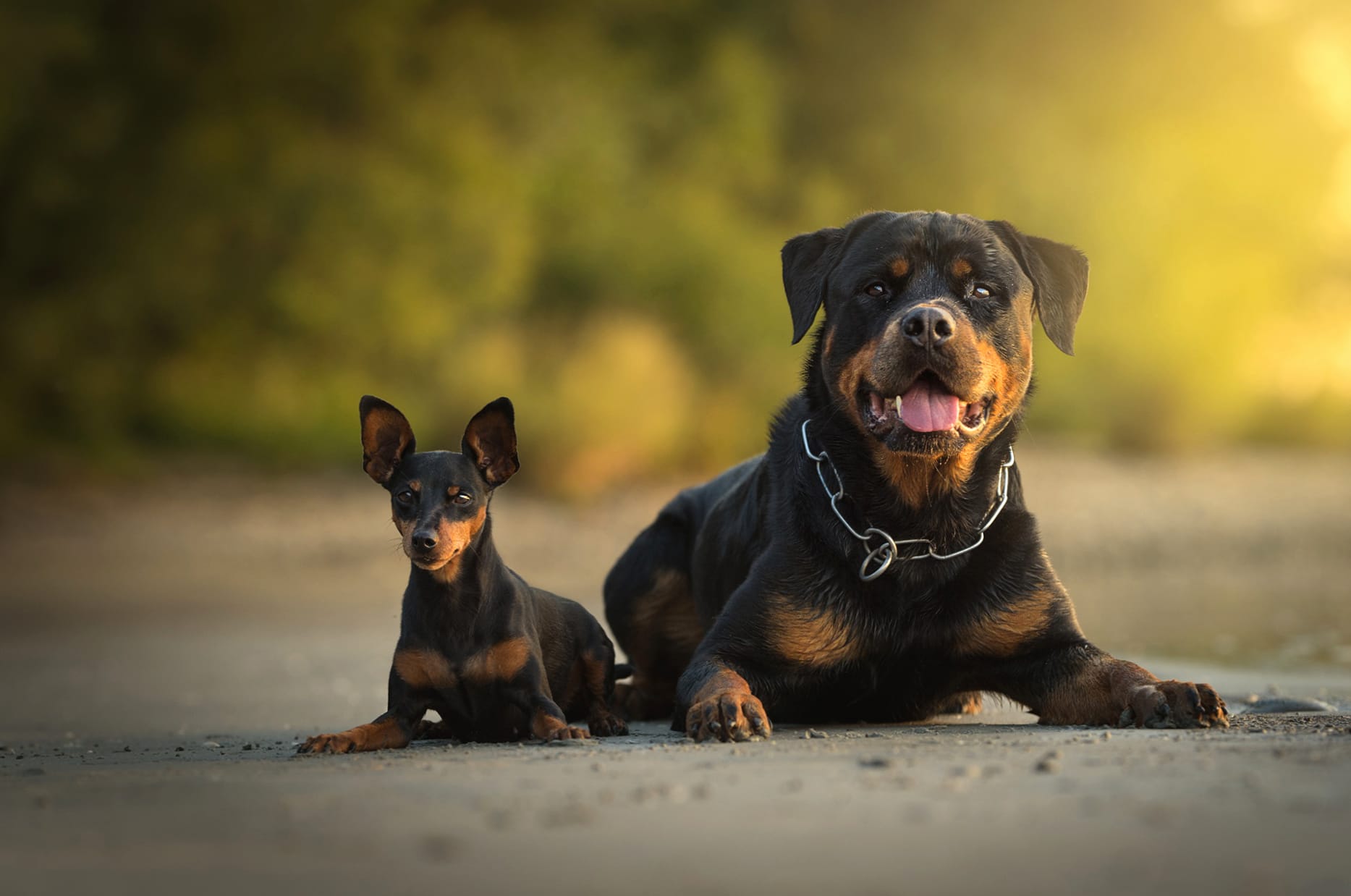 Rottweiler Puppy Bond at 2048 x 2048 iPad size wallpapers HD quality