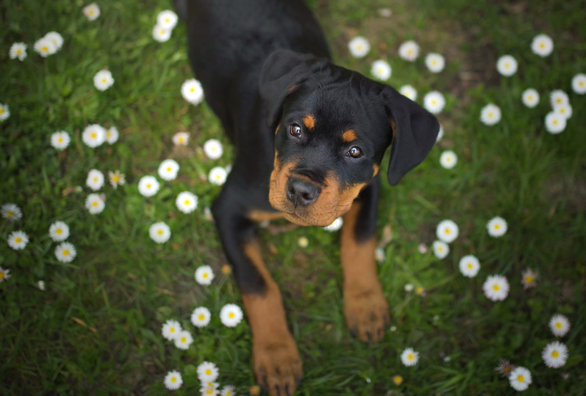 Rottweiler Puppy in Flower Field wallpapers HD quality