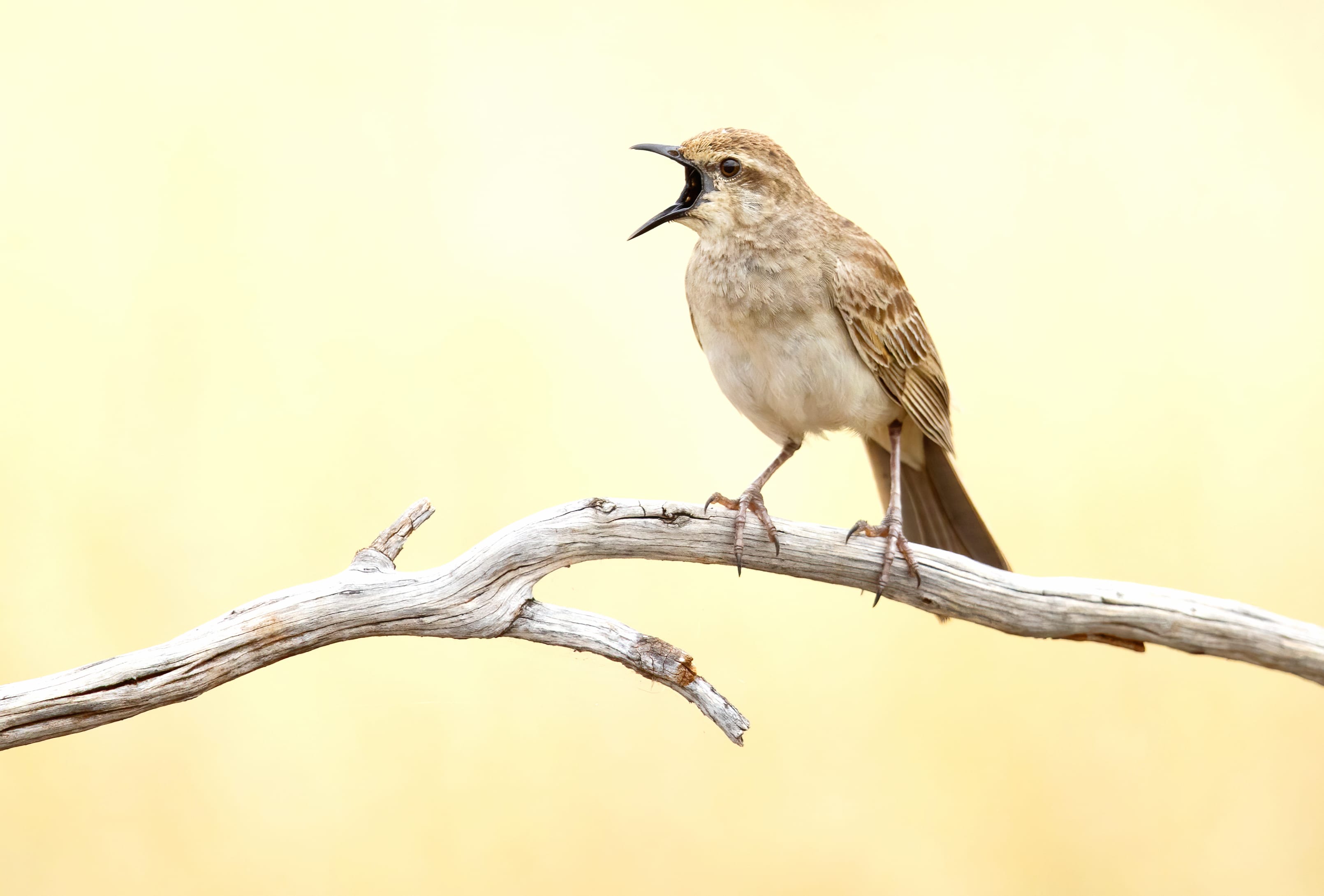 Rufous Songlark Animal Bird at 750 x 1334 iPhone 6 size wallpapers HD quality