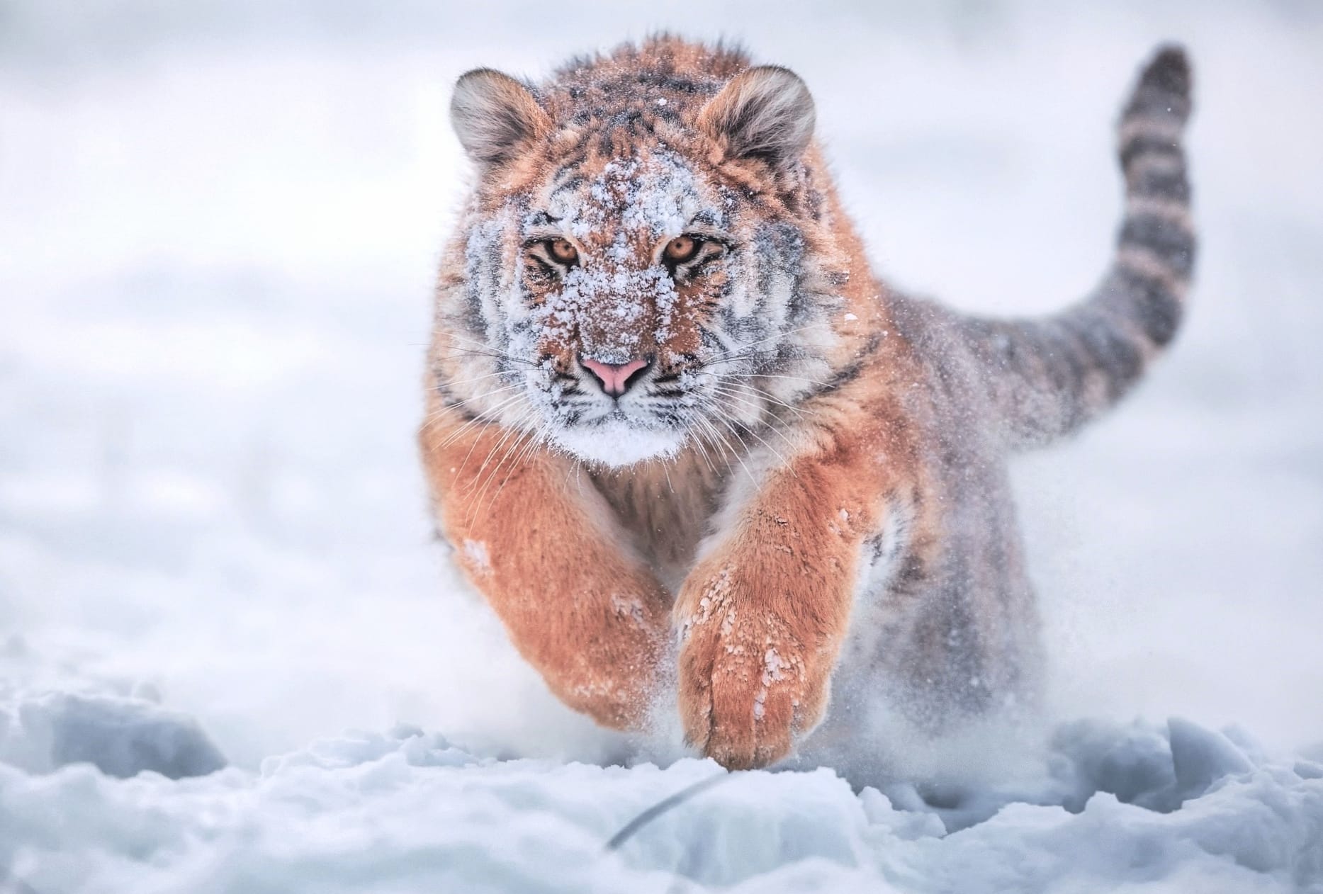 Running Baby Siberian Tiger in Snow - wallpapers HD Running Baby Siberian Tiger in Snow - wallpapers HD quality