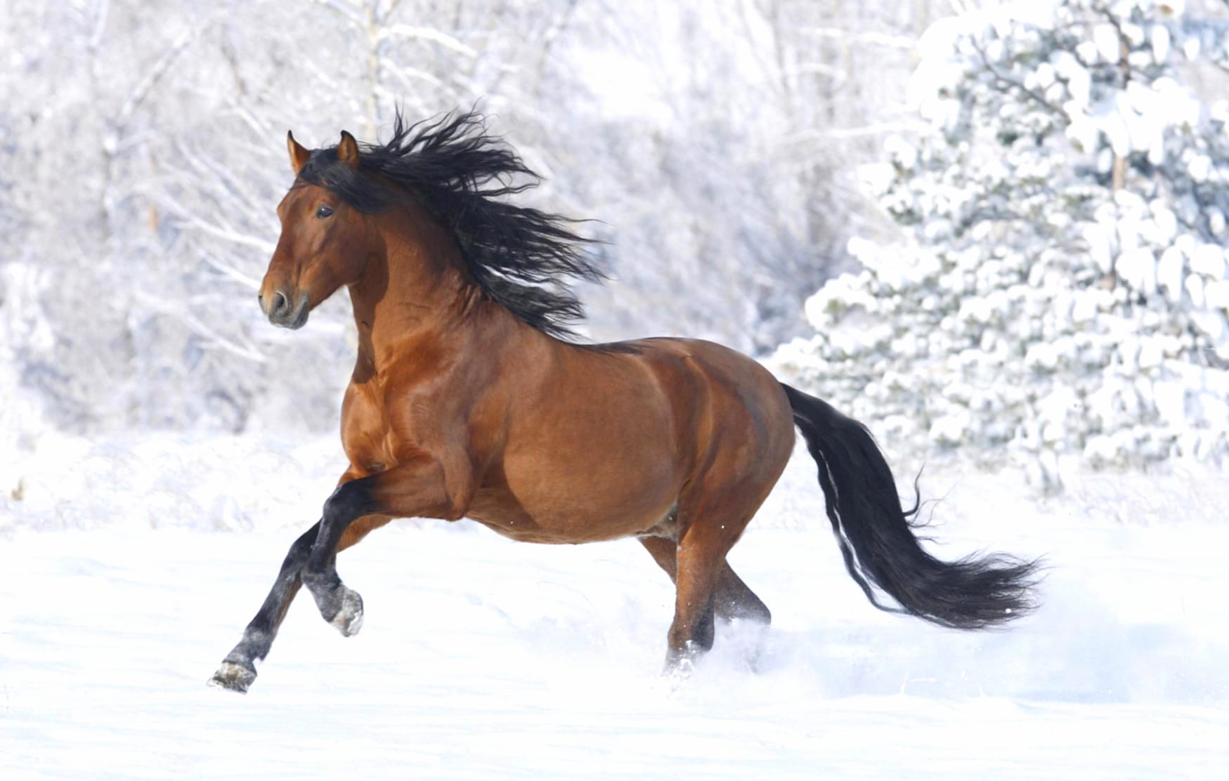 Running Horse in Winter Snow - wallpapers HD quality