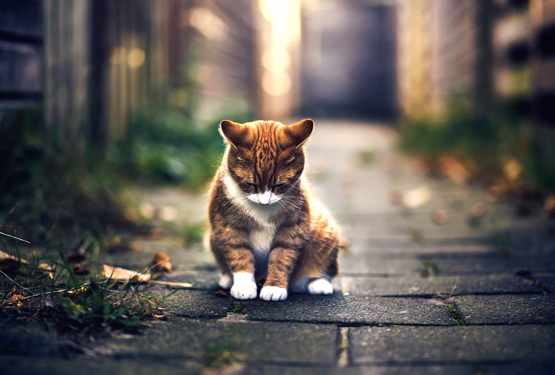 Sad Cat A Touching Moment in Nature wallpapers HD quality