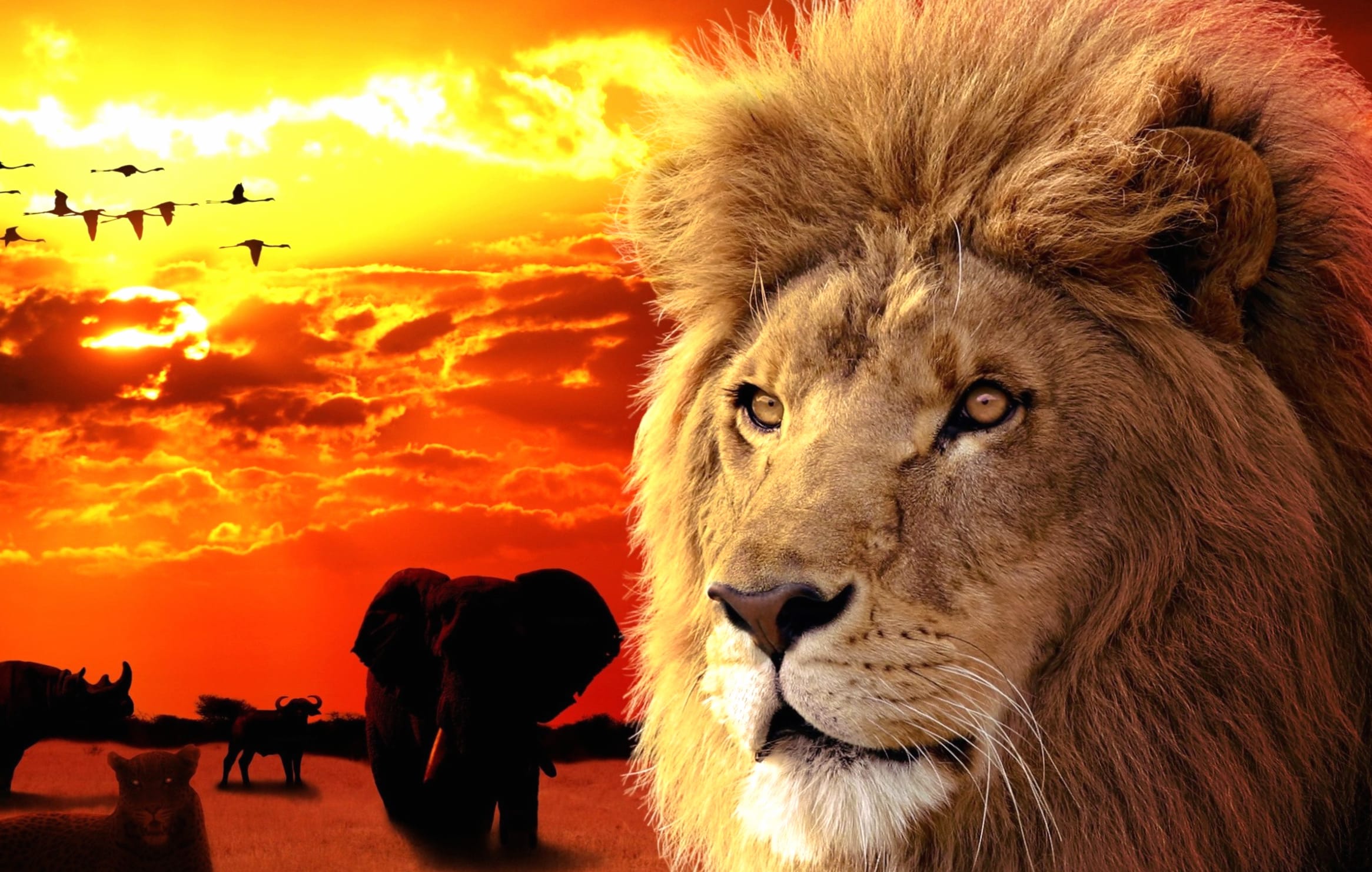 Safari Majesty Sunset - wallpapers HD Safari Majesty Sunset - wallpapers HD quality