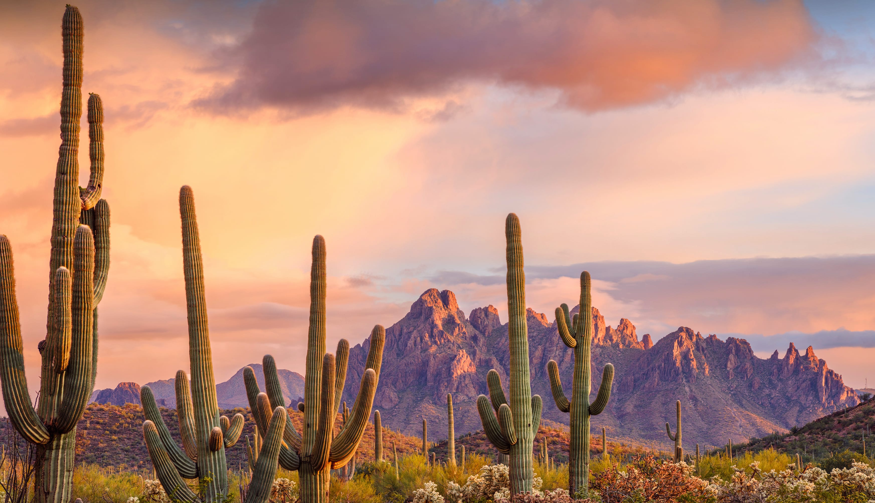 Saguaro Nature Cactus wallpapers HD quality