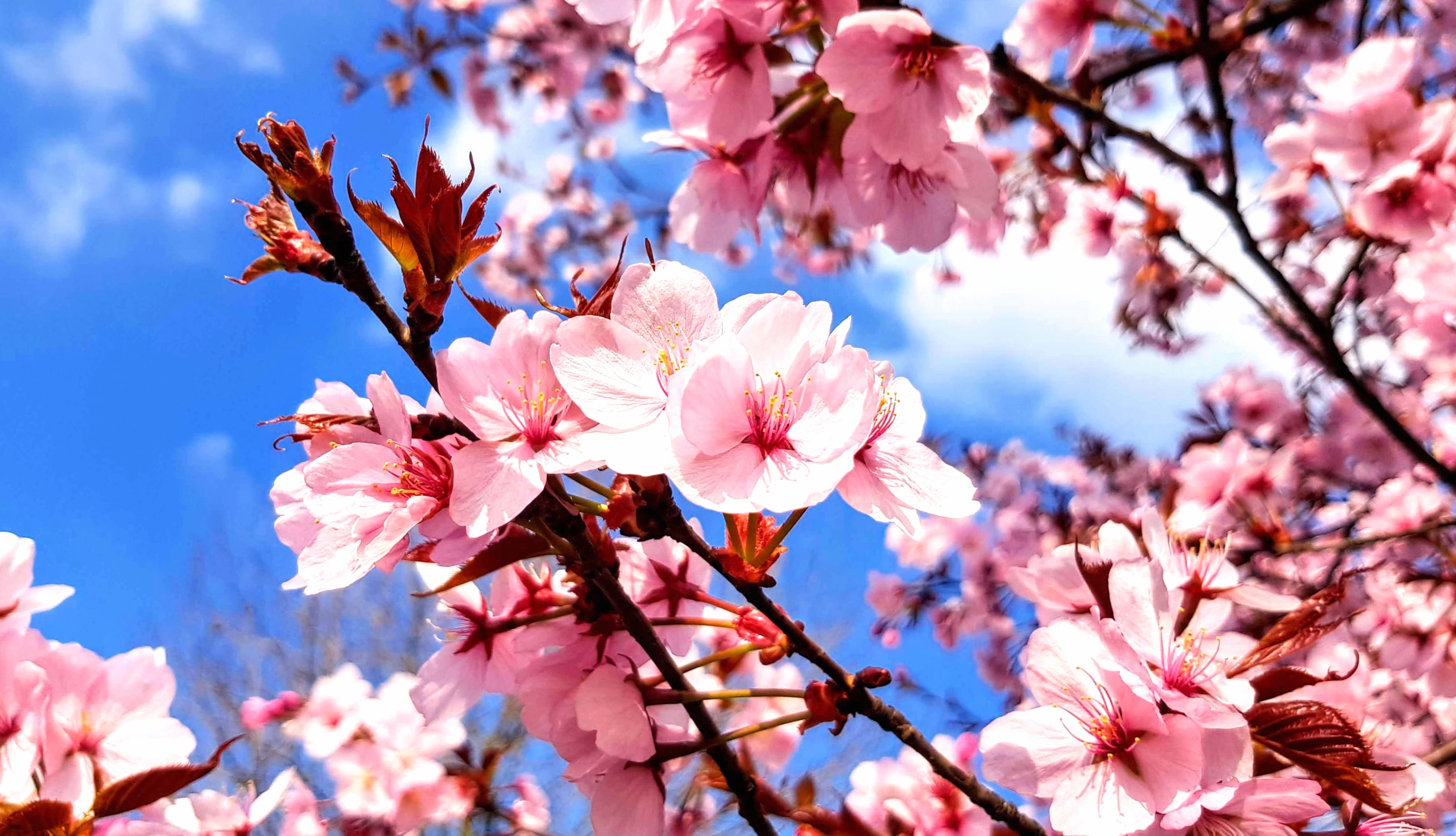 Sakura Spring Nature Flower at 640 x 960 iPhone 4 size wallpapers HD quality