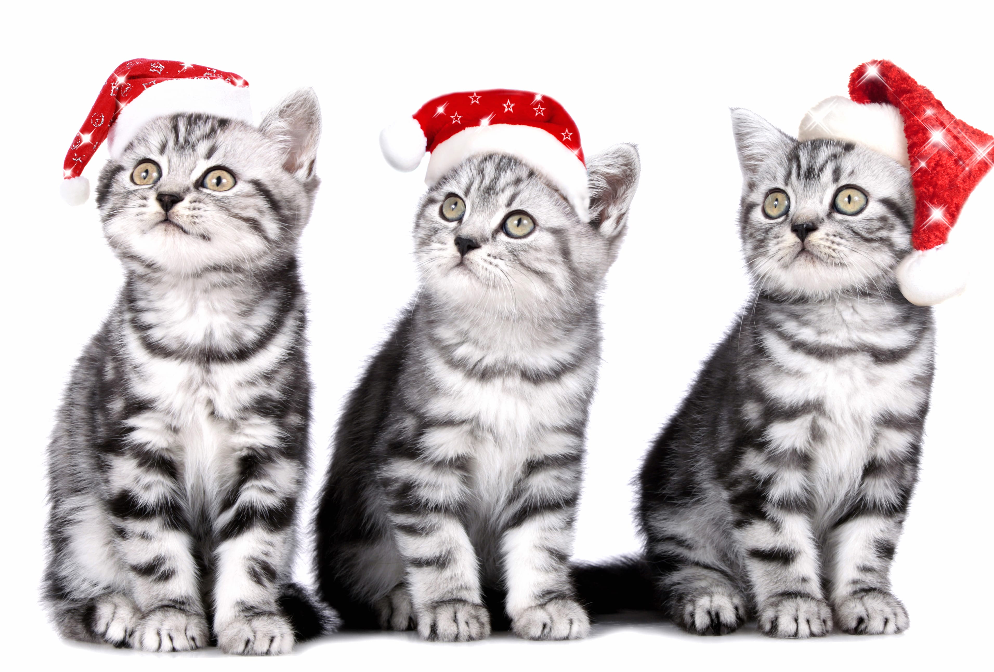 Santa Hat Animal Cat wallpapers HD Santa Hat Animal Cat wallpapers HD quality