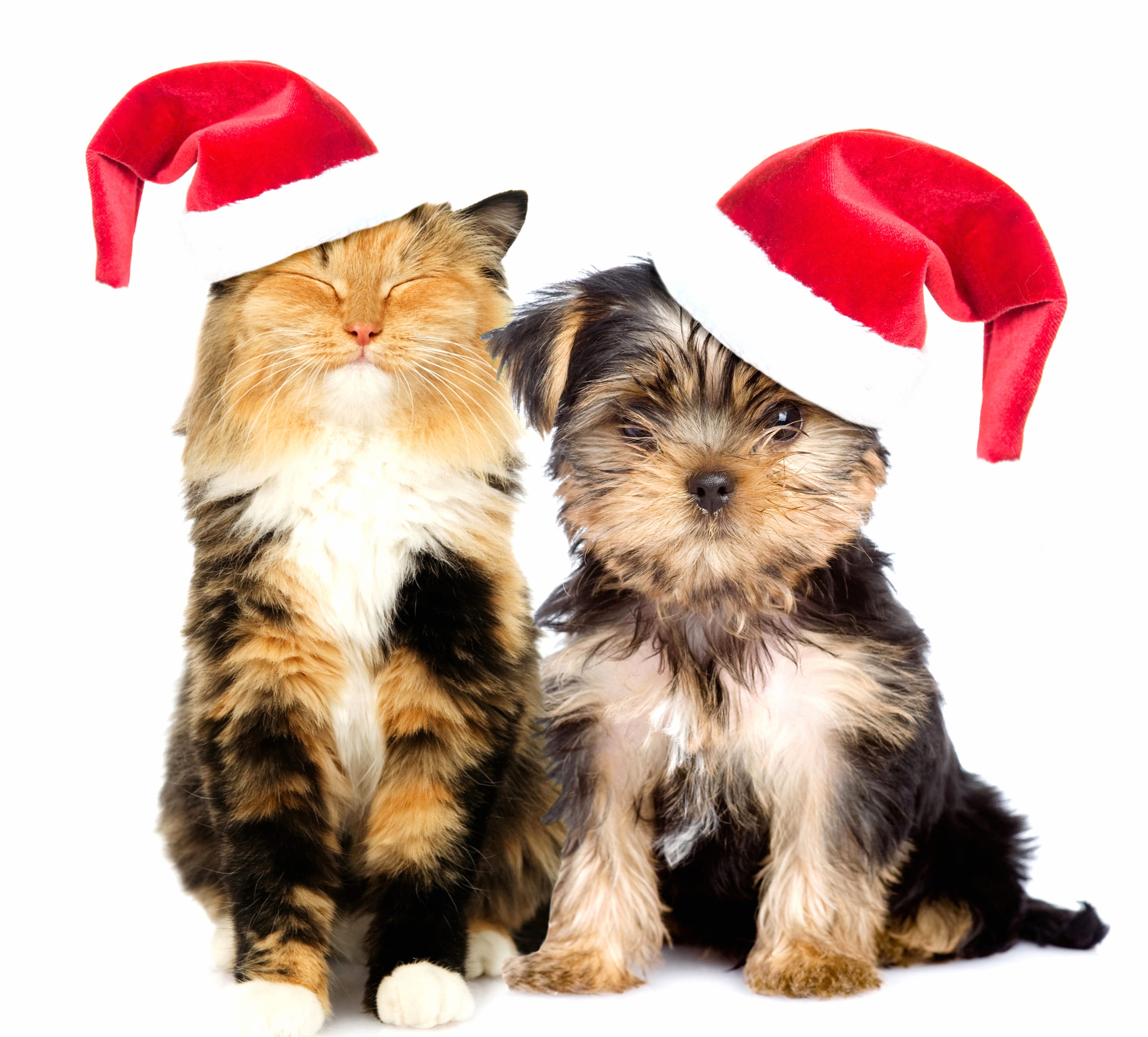 Santa Hat Dog Cat Christmas Holiday Animal Cat & Dog at 320 x 480 iPhone size wallpapers HD quality