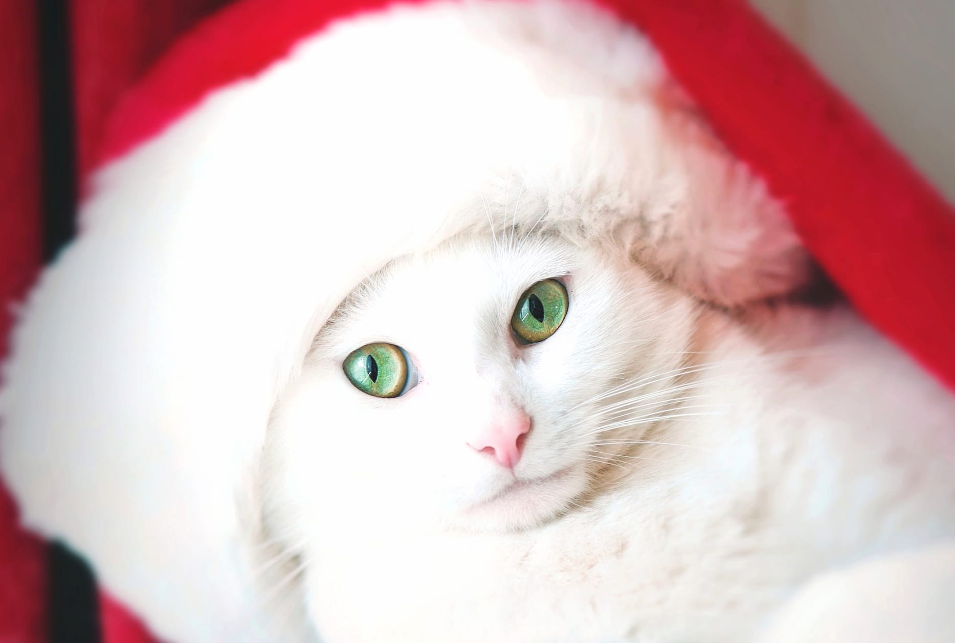 Santa Hat Stare Green Eyes Animal Cat at 1536 x 864 HD size wallpapers HD quality