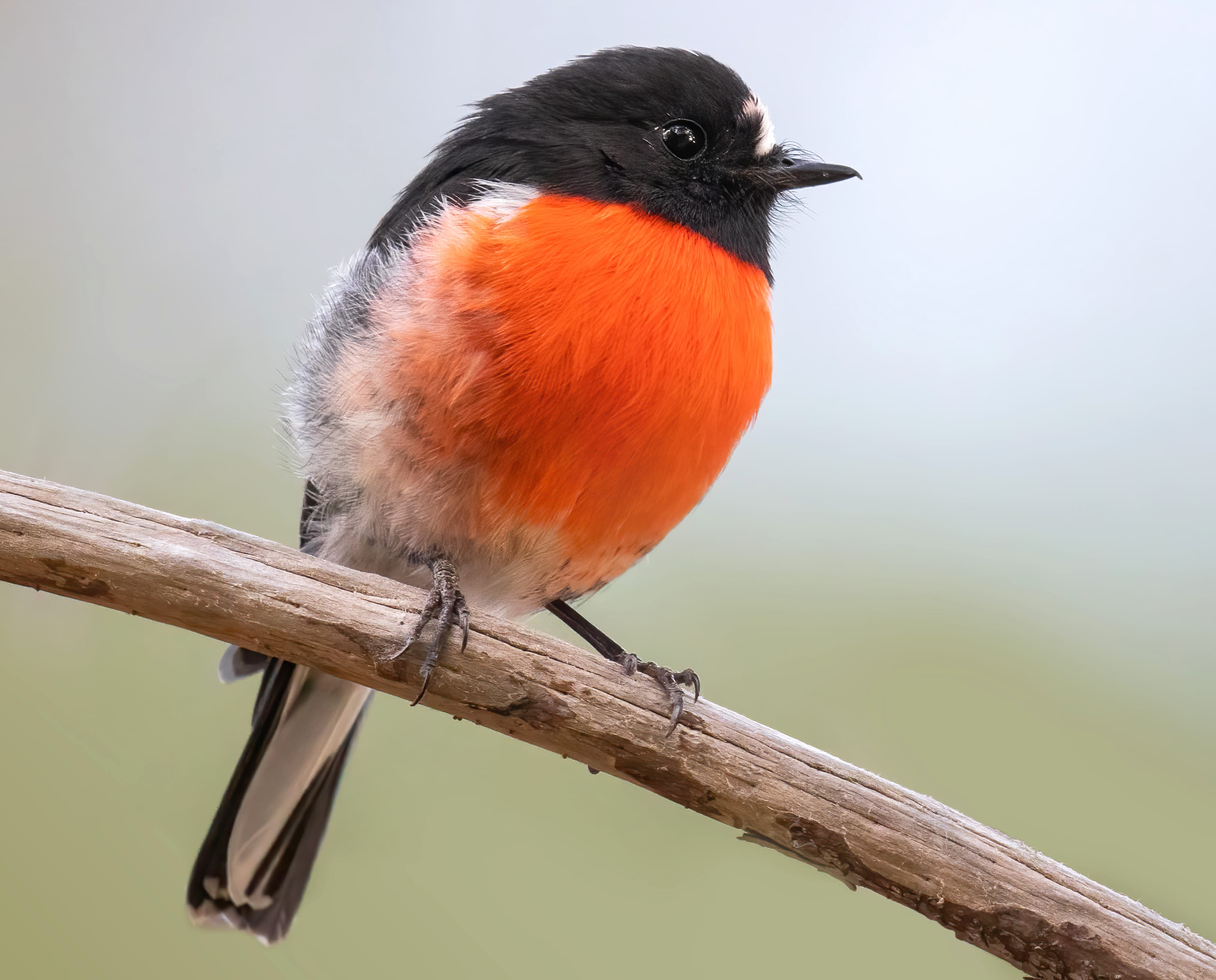 Scarlet Robin Animal Robin wallpapers HD Scarlet Robin Animal Robin wallpapers HD quality