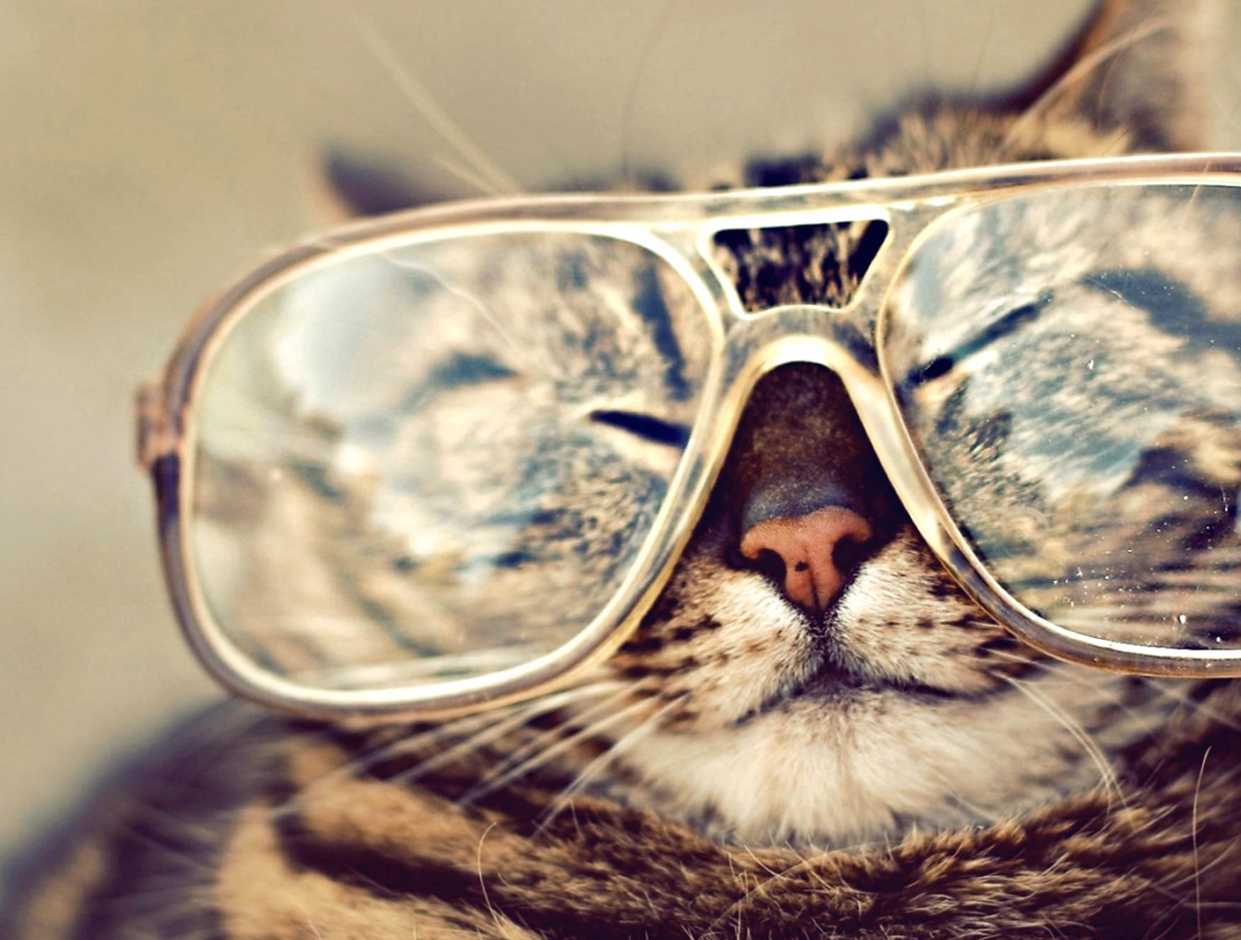 Scholarly Cat in Glasses wallpapers HD quality