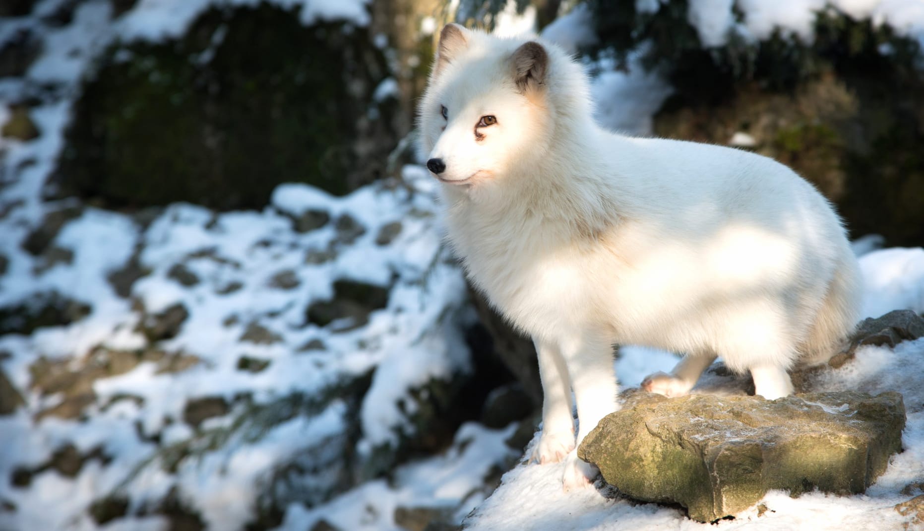 Serene Arctic Fox wallpapers HD quality