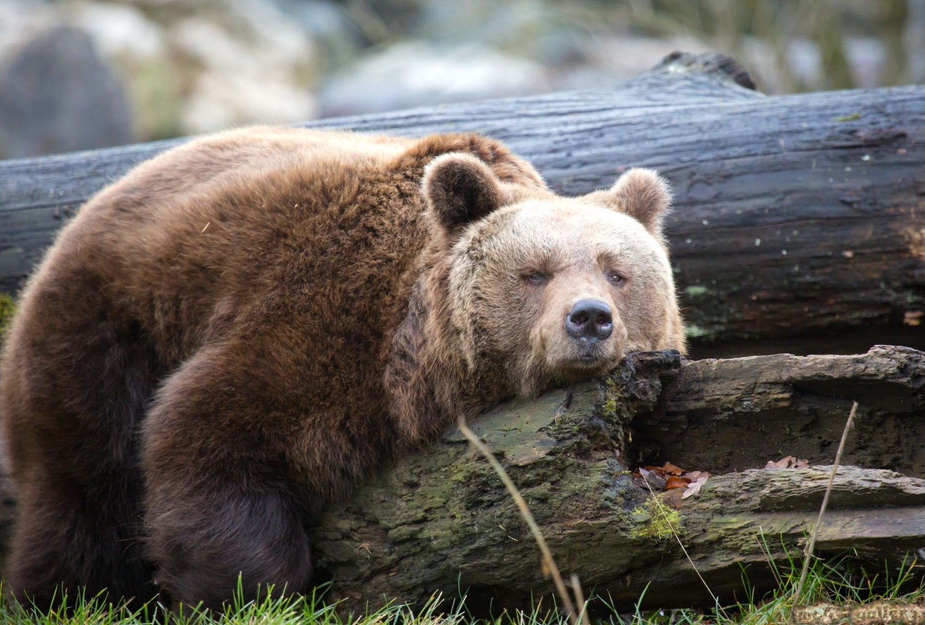 Serene Bear Stunning of a Majestic Animal wallpapers HD Serene Bear Stunning of a Majestic Animal wallpapers HD quality