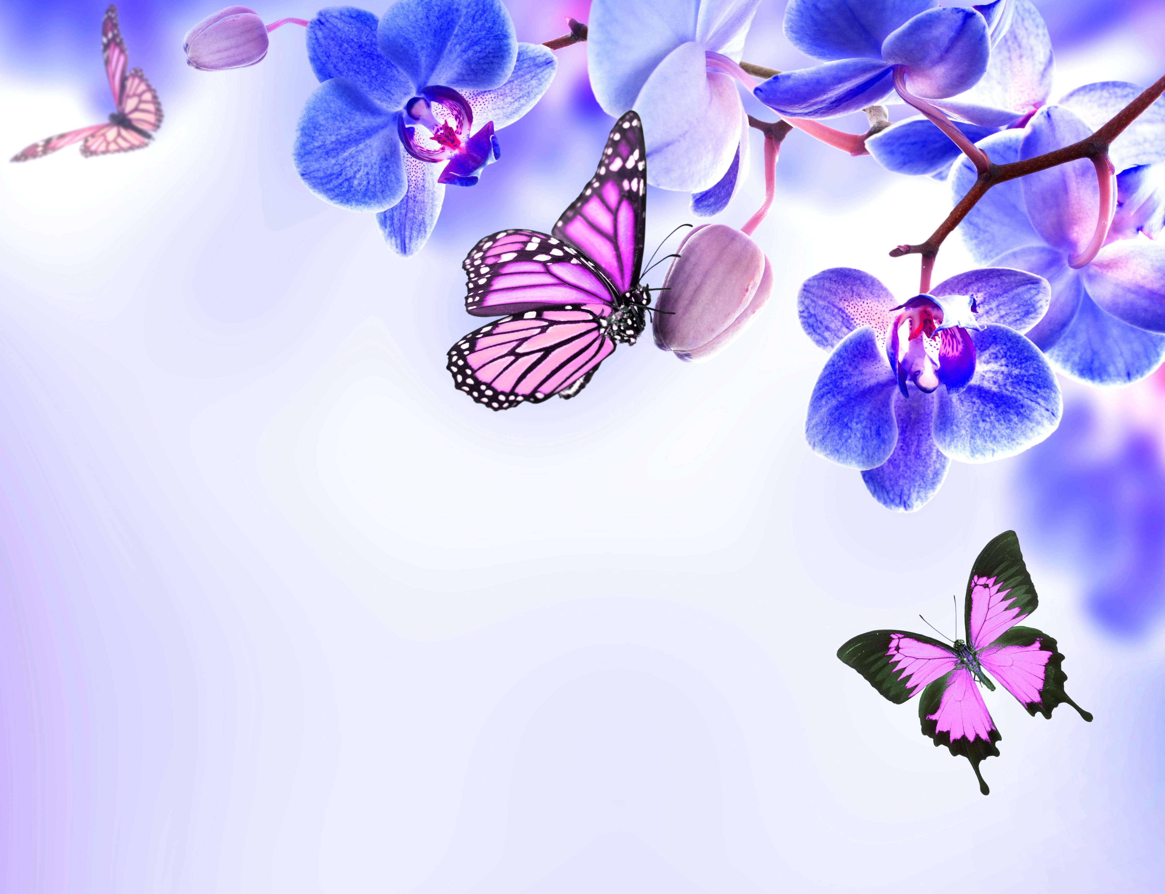 Serene Blue Orchids & Butterflies - wallpapers HD quality