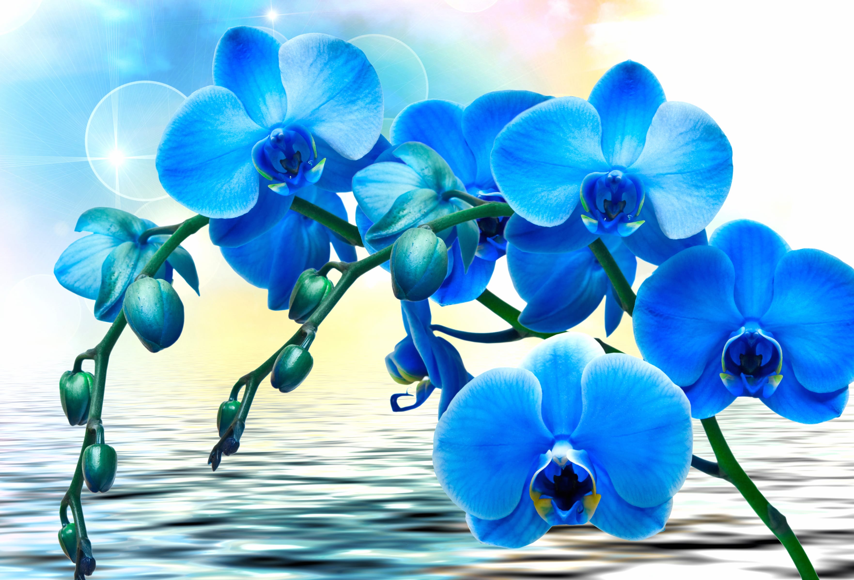 Serene Blue Orchids A Stunning at 1024 x 1024 iPad size wallpapers HD quality