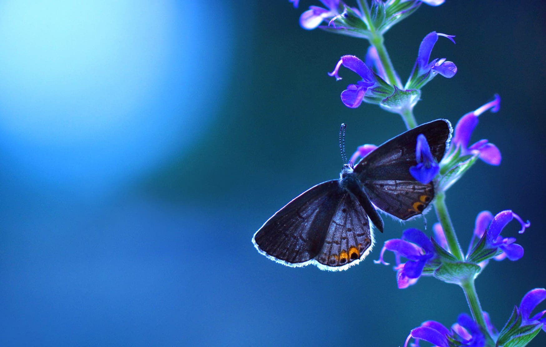 Serene Butterfly Bliss wallpapers HD Serene Butterfly Bliss wallpapers HD quality