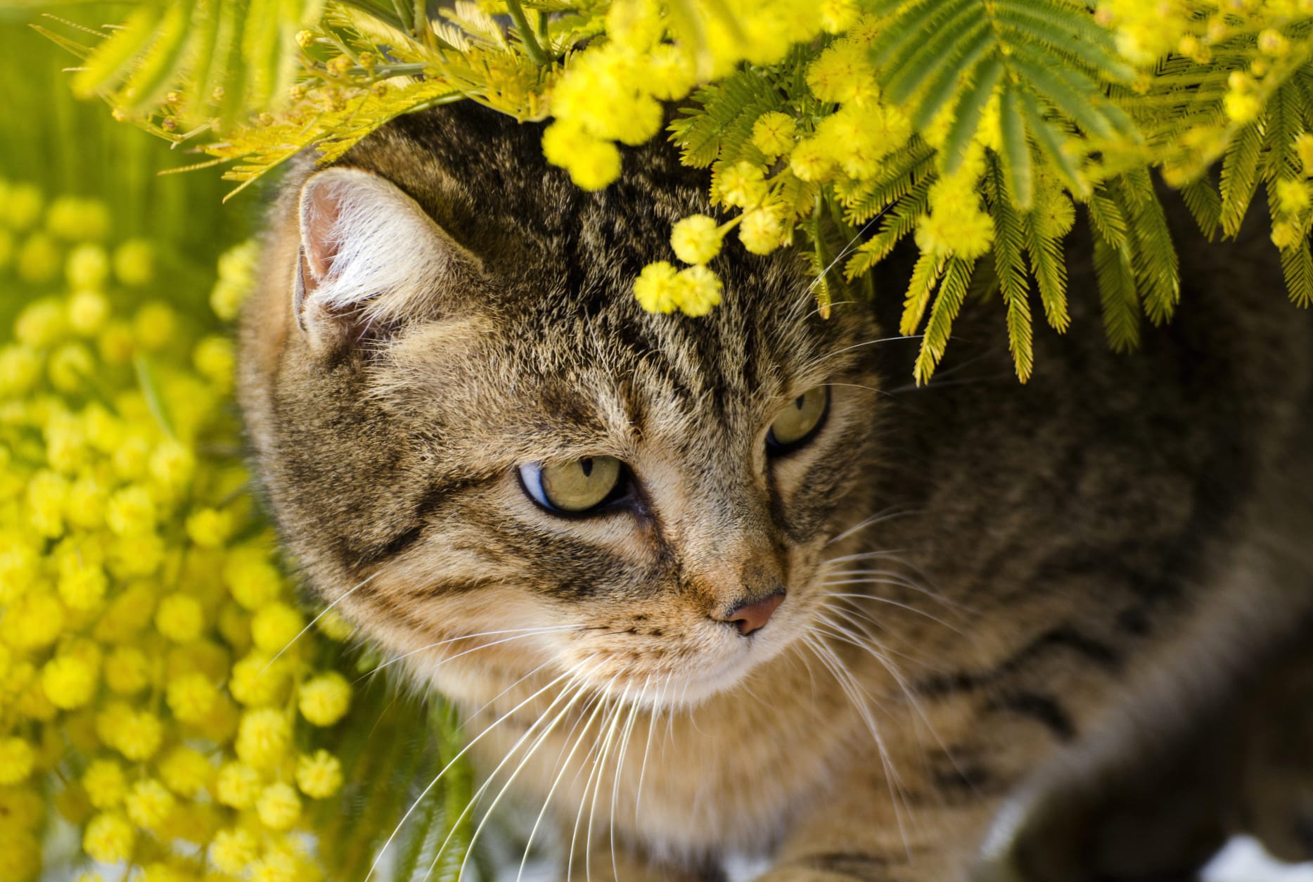 Serene Cat in Bloom - at 1920 x 1080 HD size wallpapers HD quality