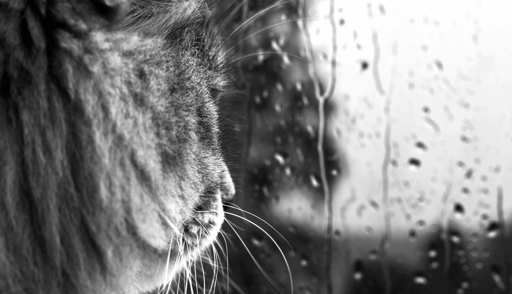 Serene Cat Reflection - wallpapers HD Serene Cat Reflection - wallpapers HD quality