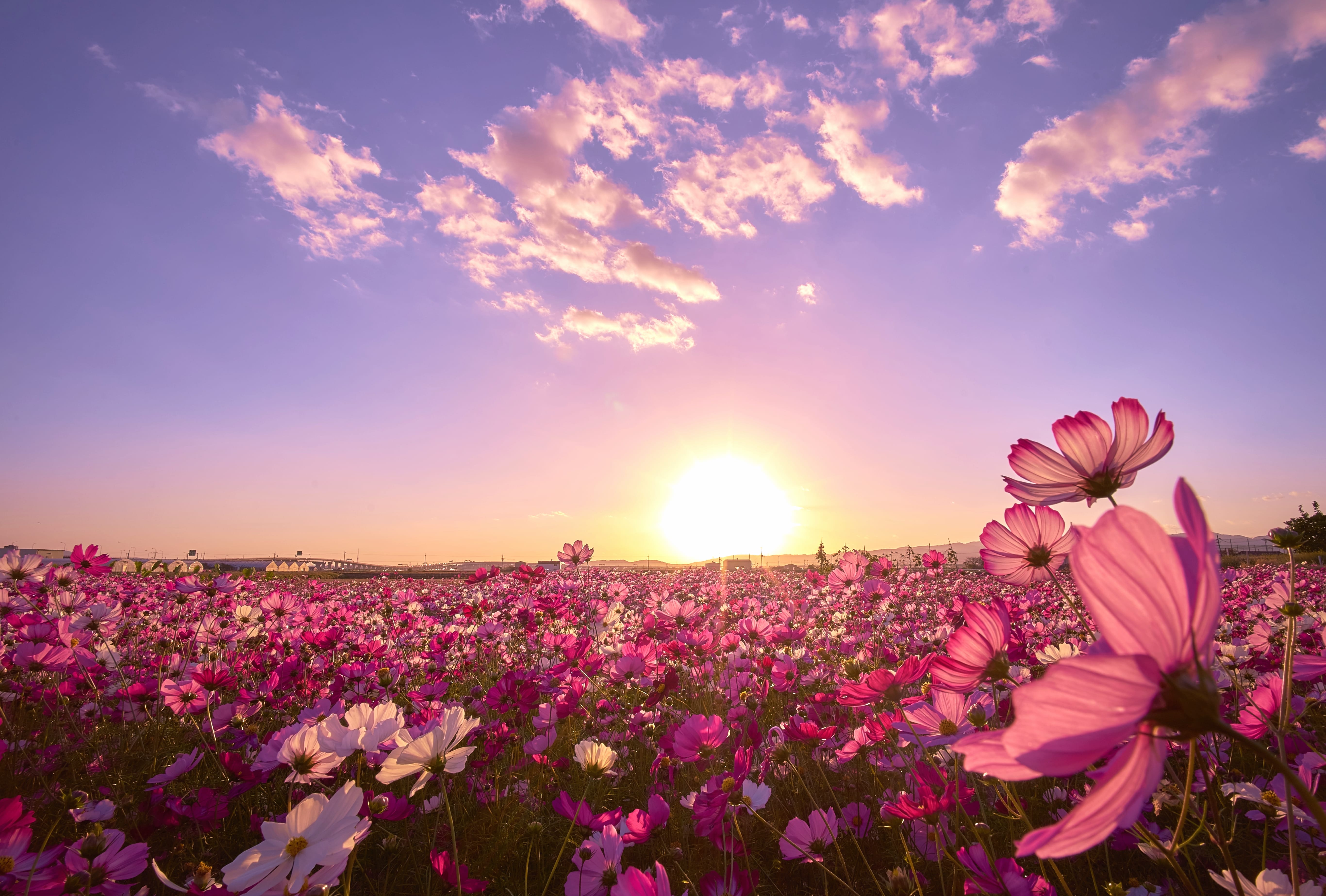 Serene Cosmos Field A Stunning wallpapers HD quality