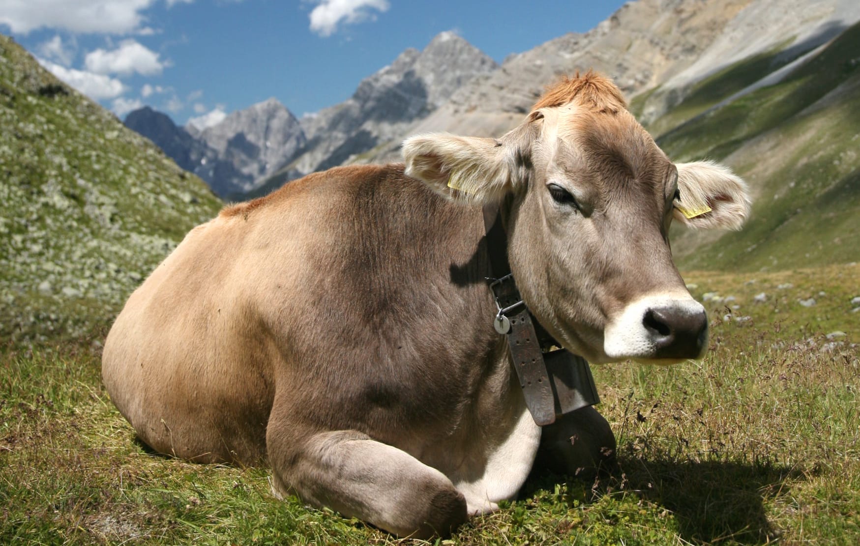 Serene Cow in the Mountains at 1680 x 945 HD size wallpapers HD quality